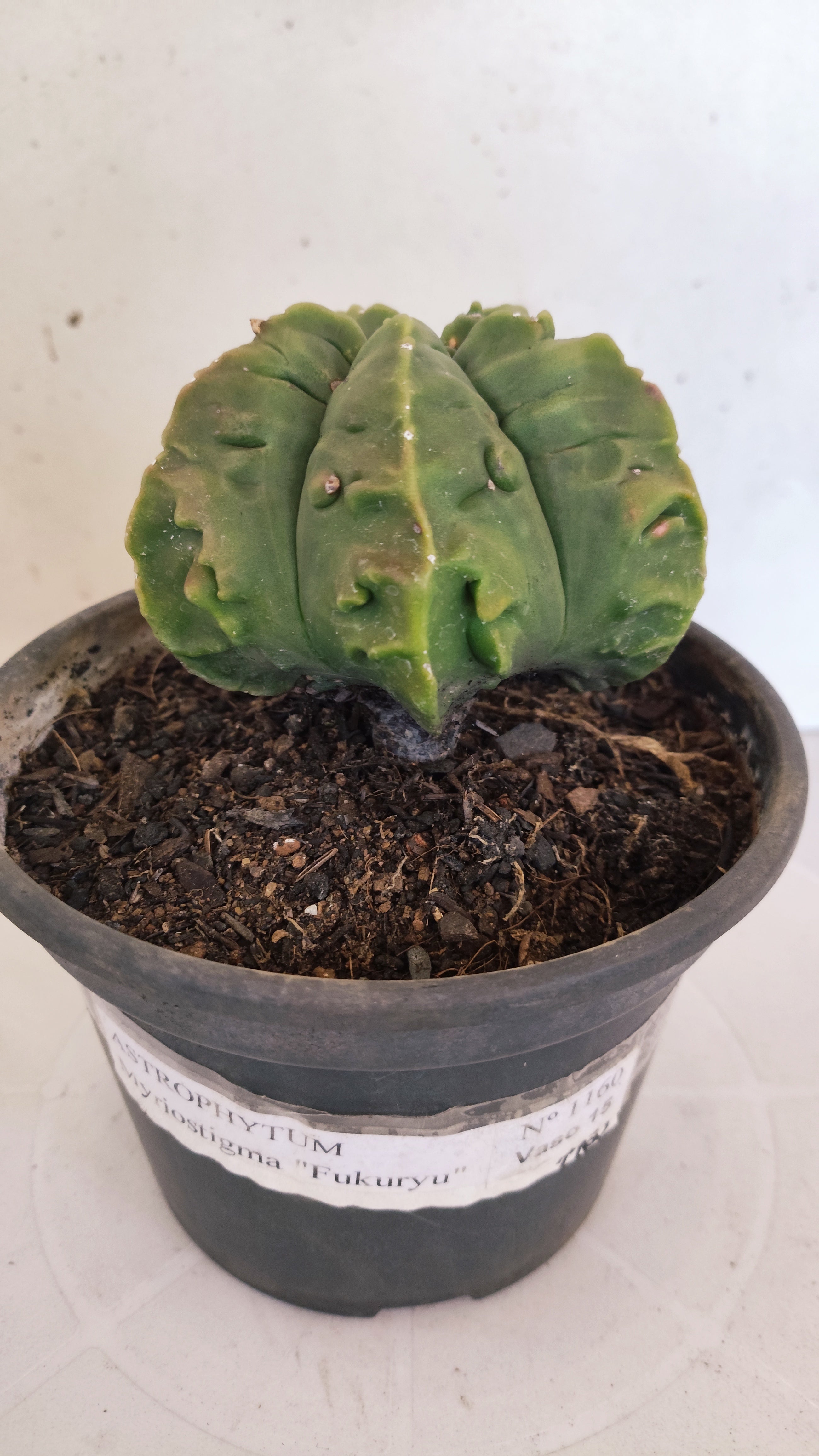 MATRIZ ASTROPHYTUM Myriostigma FUKURYU Nº 1160 – vaso 15
