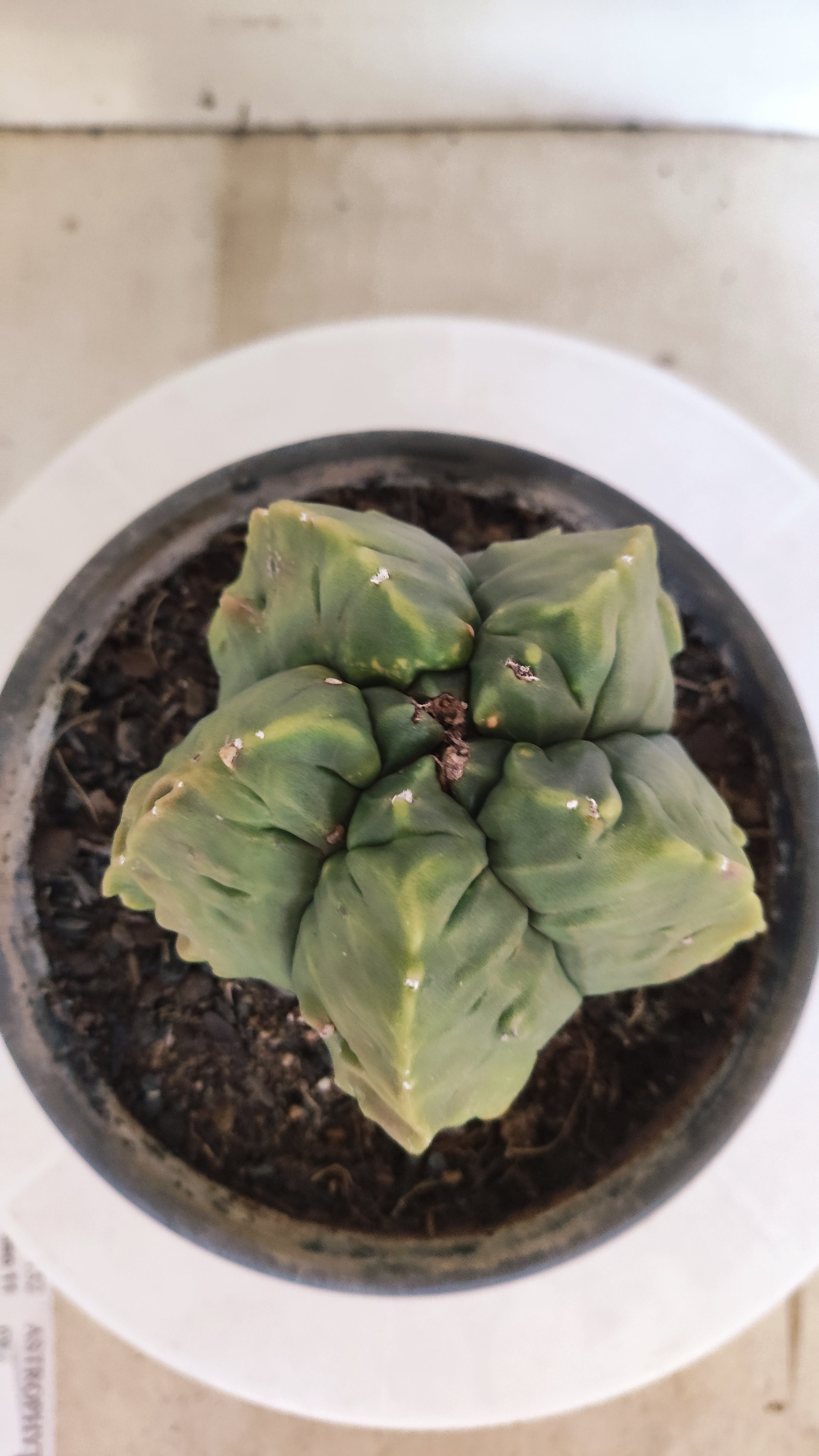 MATRIZ ASTROPHYTUM Myriostigma FUKURYU Nº 1160 – vaso 15