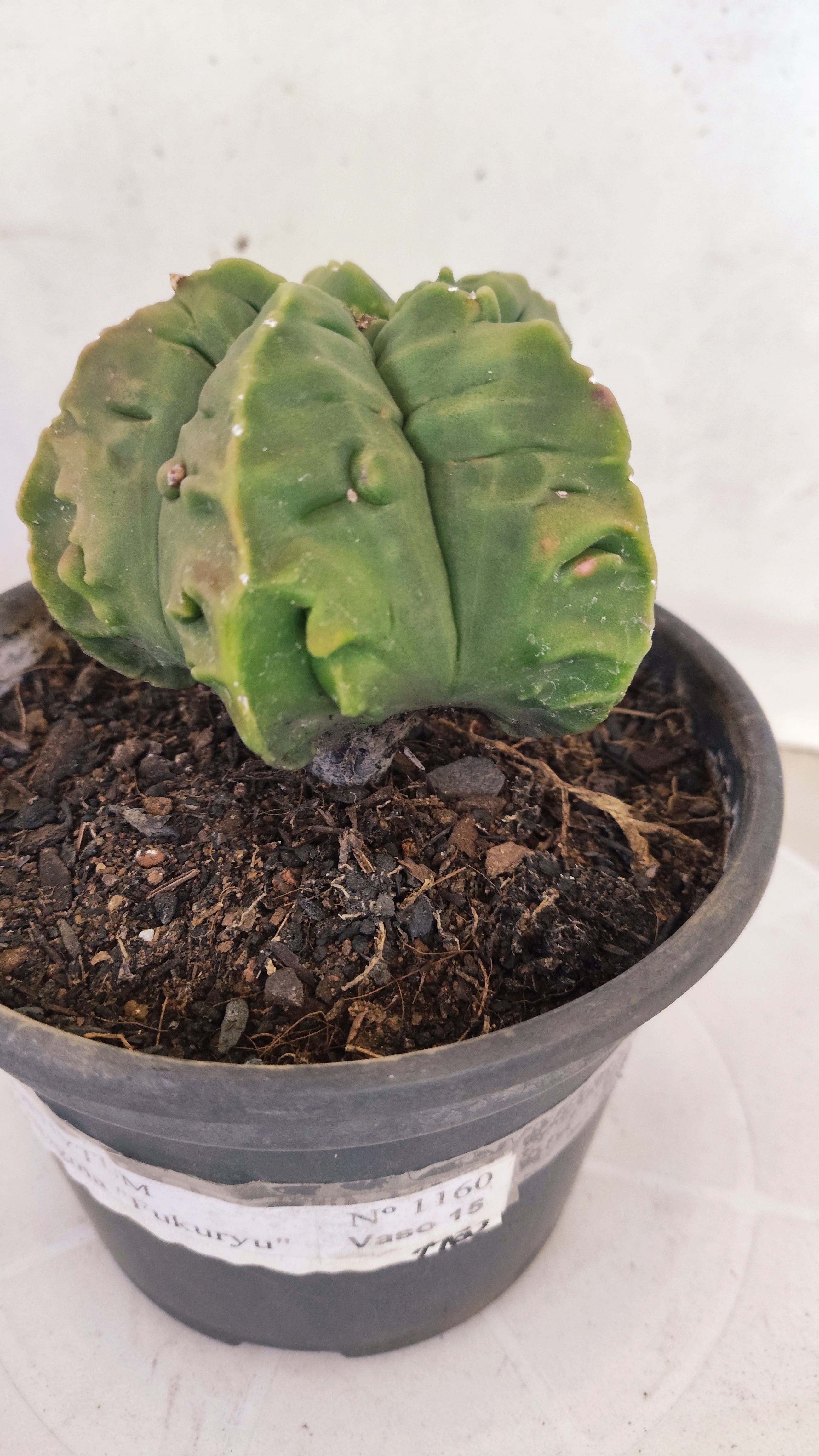 MATRIZ ASTROPHYTUM Myriostigma FUKURYU Nº 1160 – vaso 15