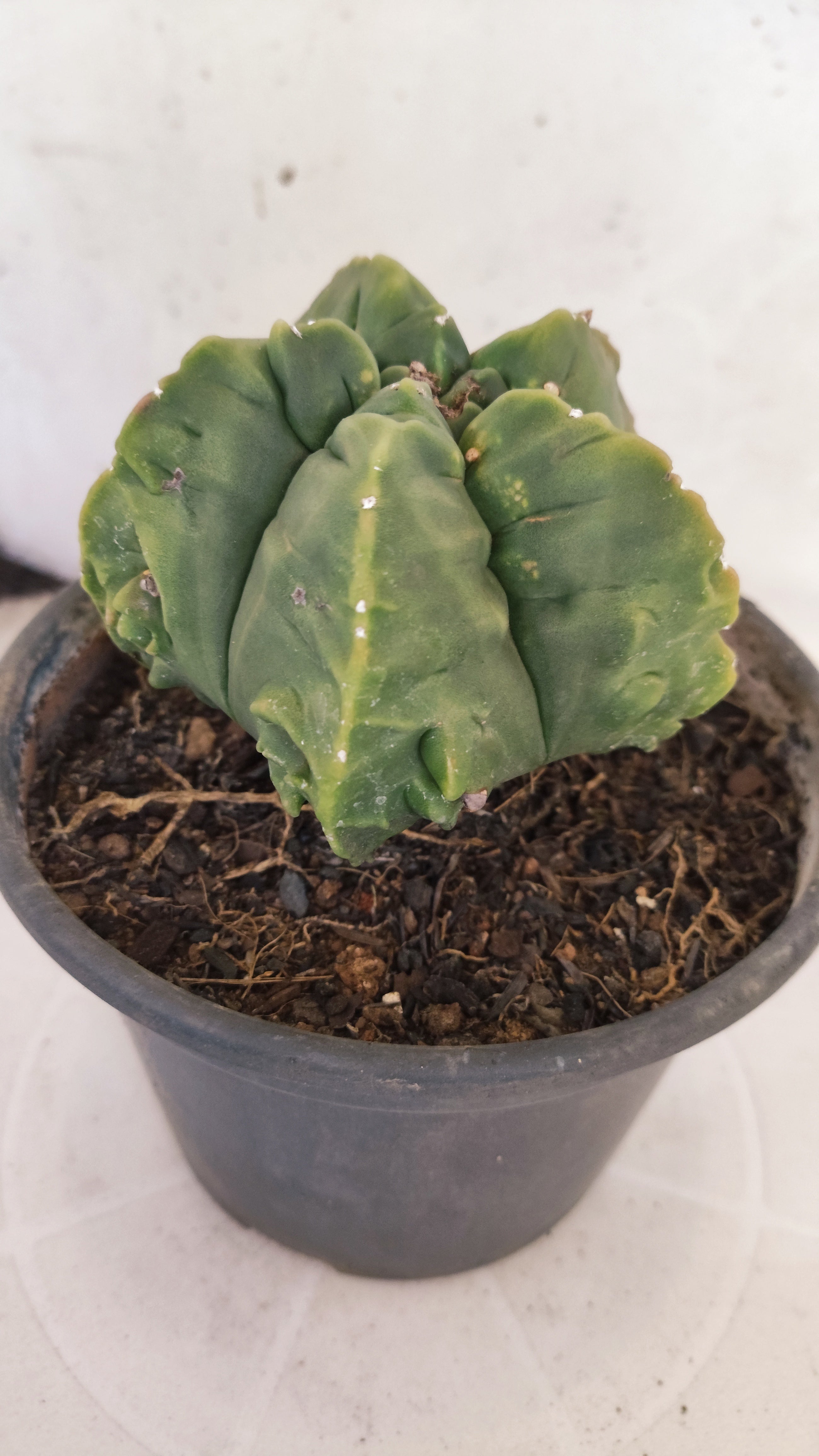 MATRIZ ASTROPHYTUM Myriostigma FUKURYU Nº 1160 – vaso 15