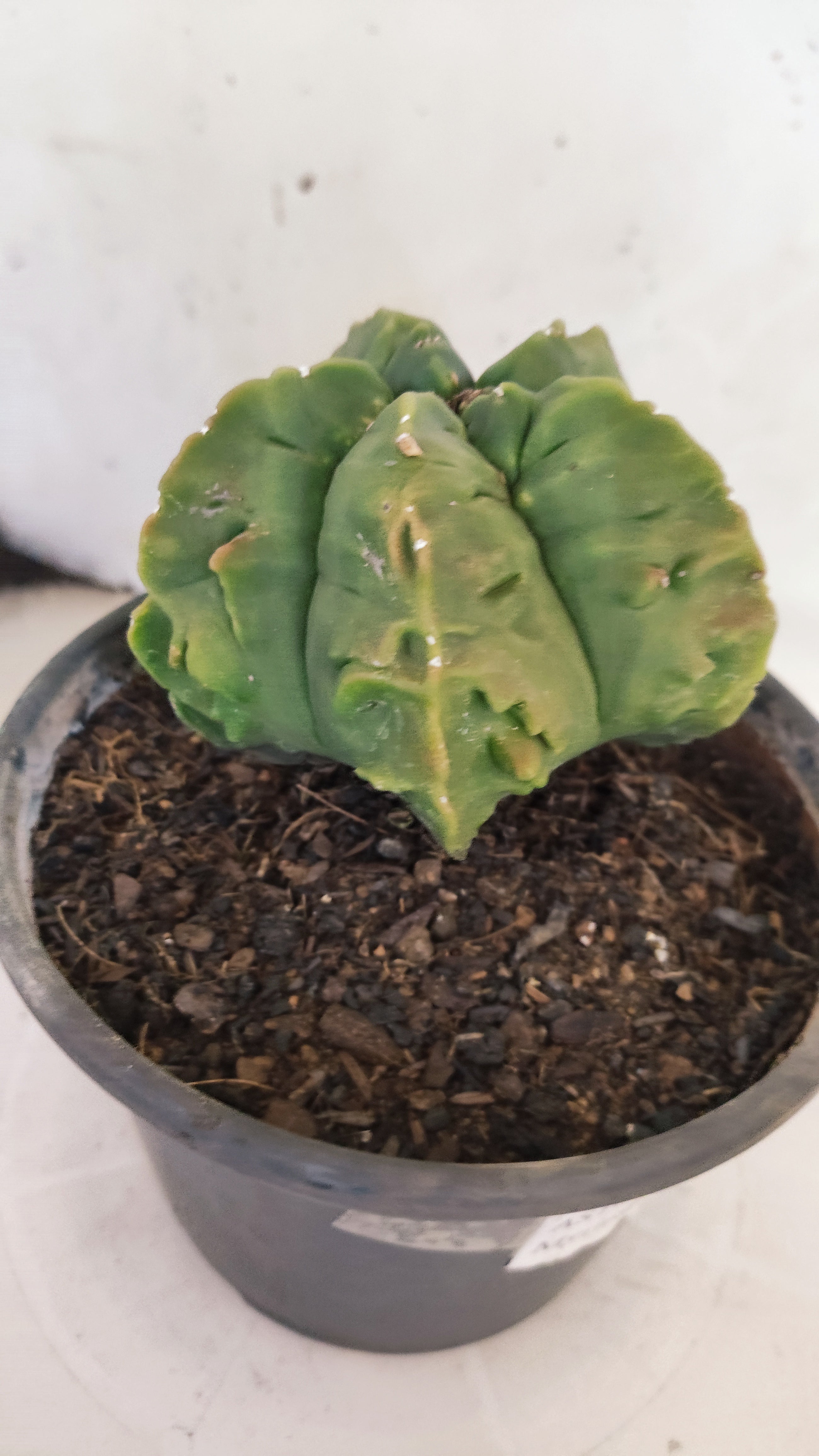 MATRIZ ASTROPHYTUM Myriostigma FUKURYU Nº 1160 – vaso 15