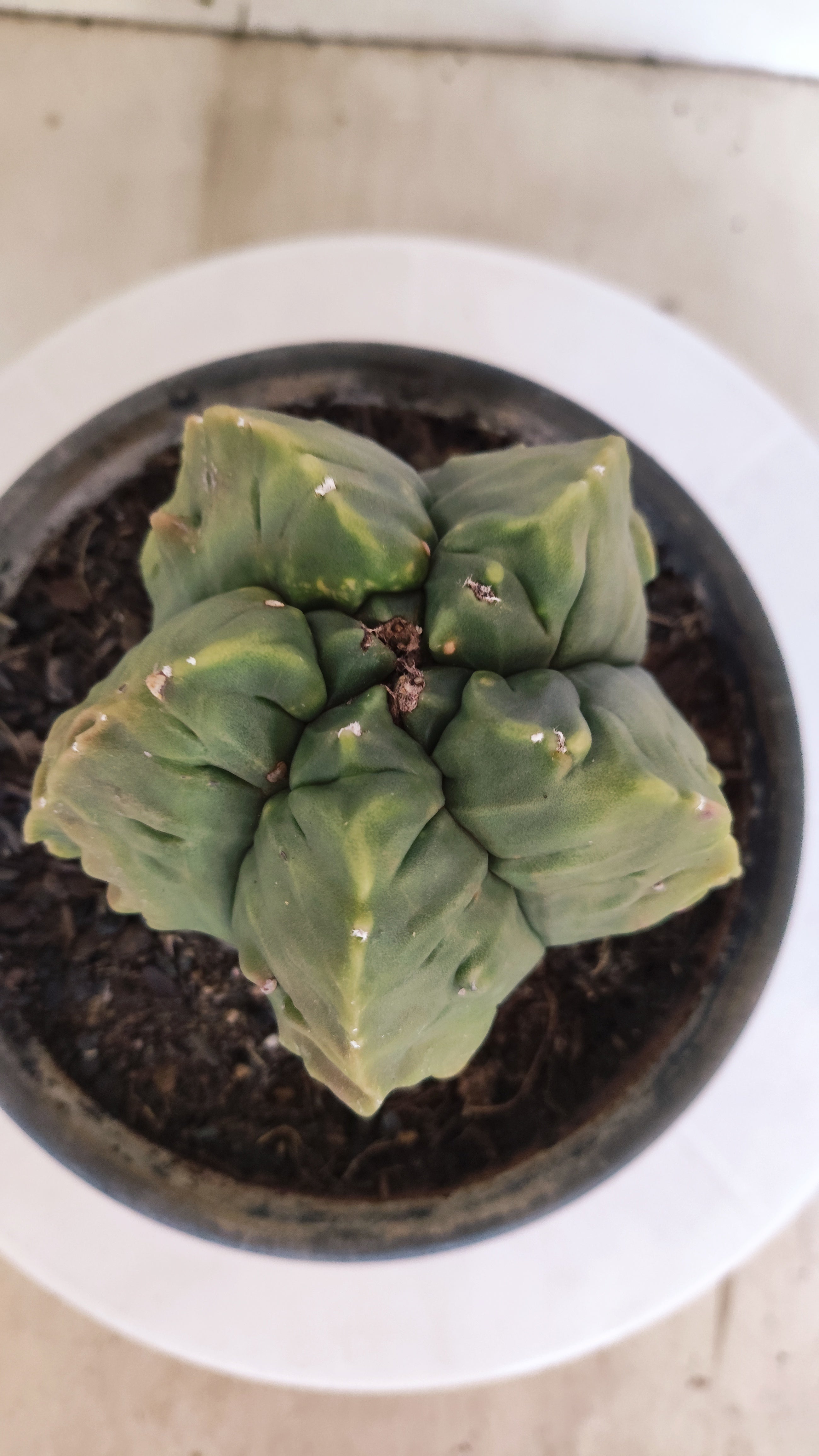 MATRIZ ASTROPHYTUM Myriostigma FUKURYU Nº 1160 – vaso 15