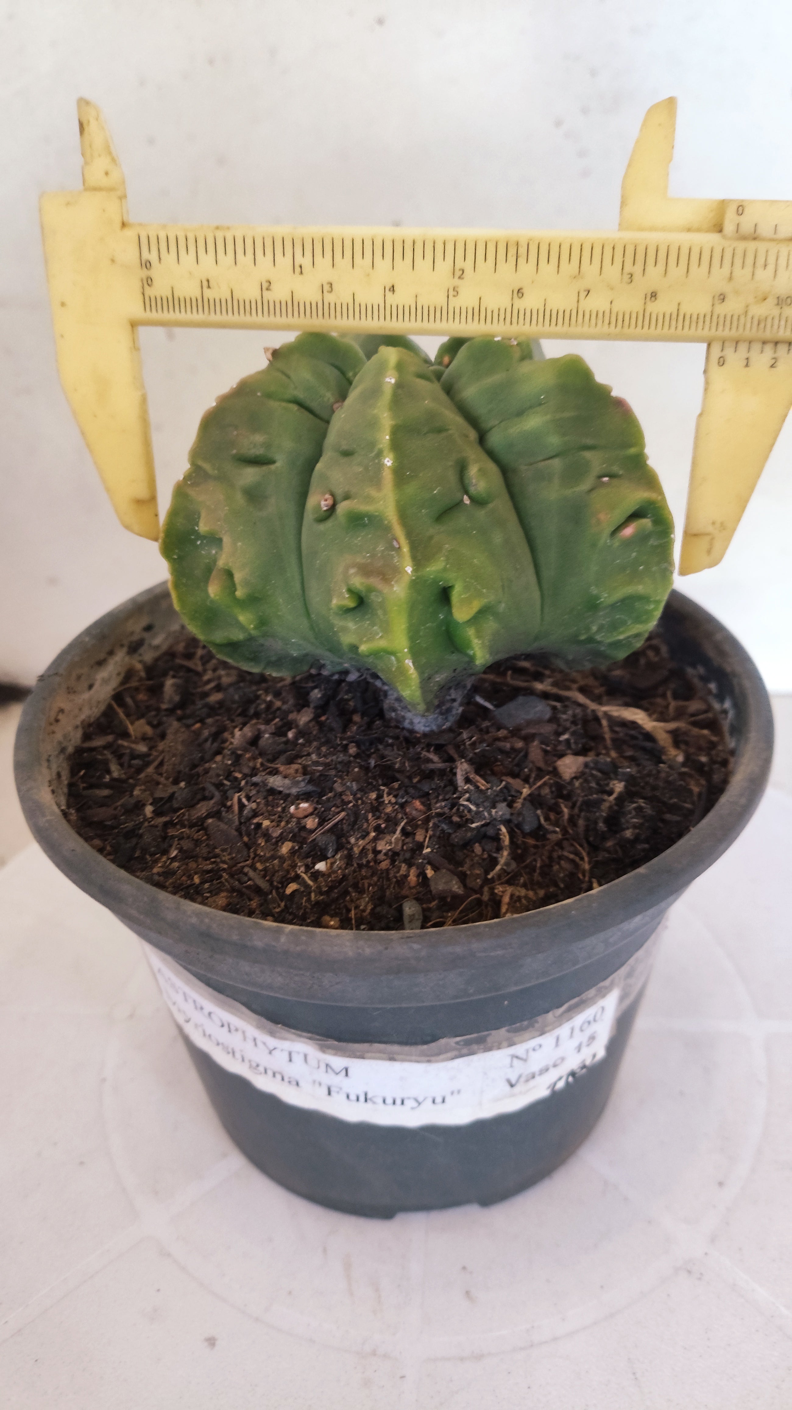 MATRIZ ASTROPHYTUM Myriostigma FUKURYU Nº 1160 – vaso 15