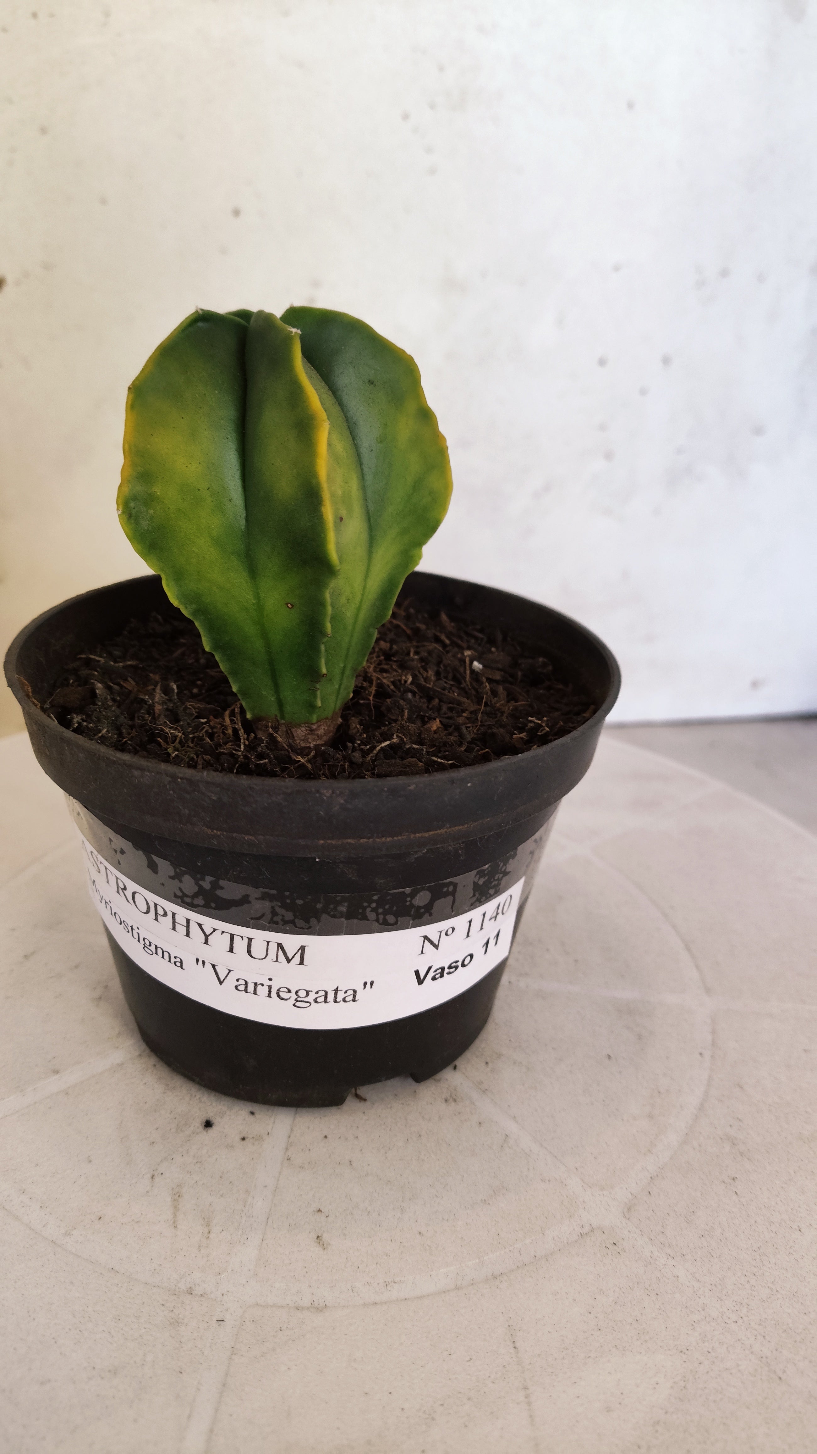 ASTROPHYTUM MYRIOSTIGMA "Variegata" Nº 1140 – vaso 11