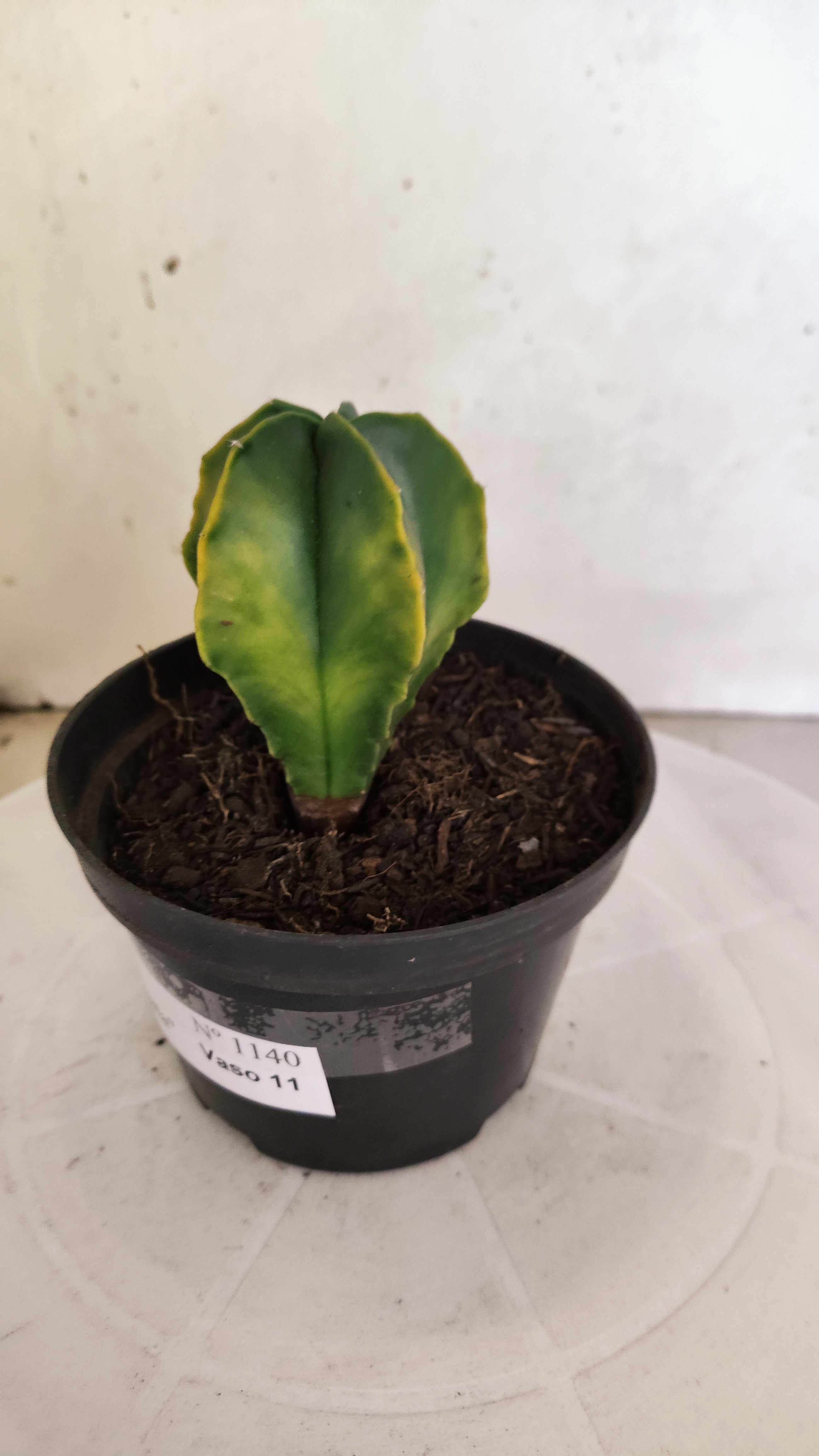 ASTROPHYTUM MYRIOSTIGMA "Variegata" Nº 1140 – vaso 11