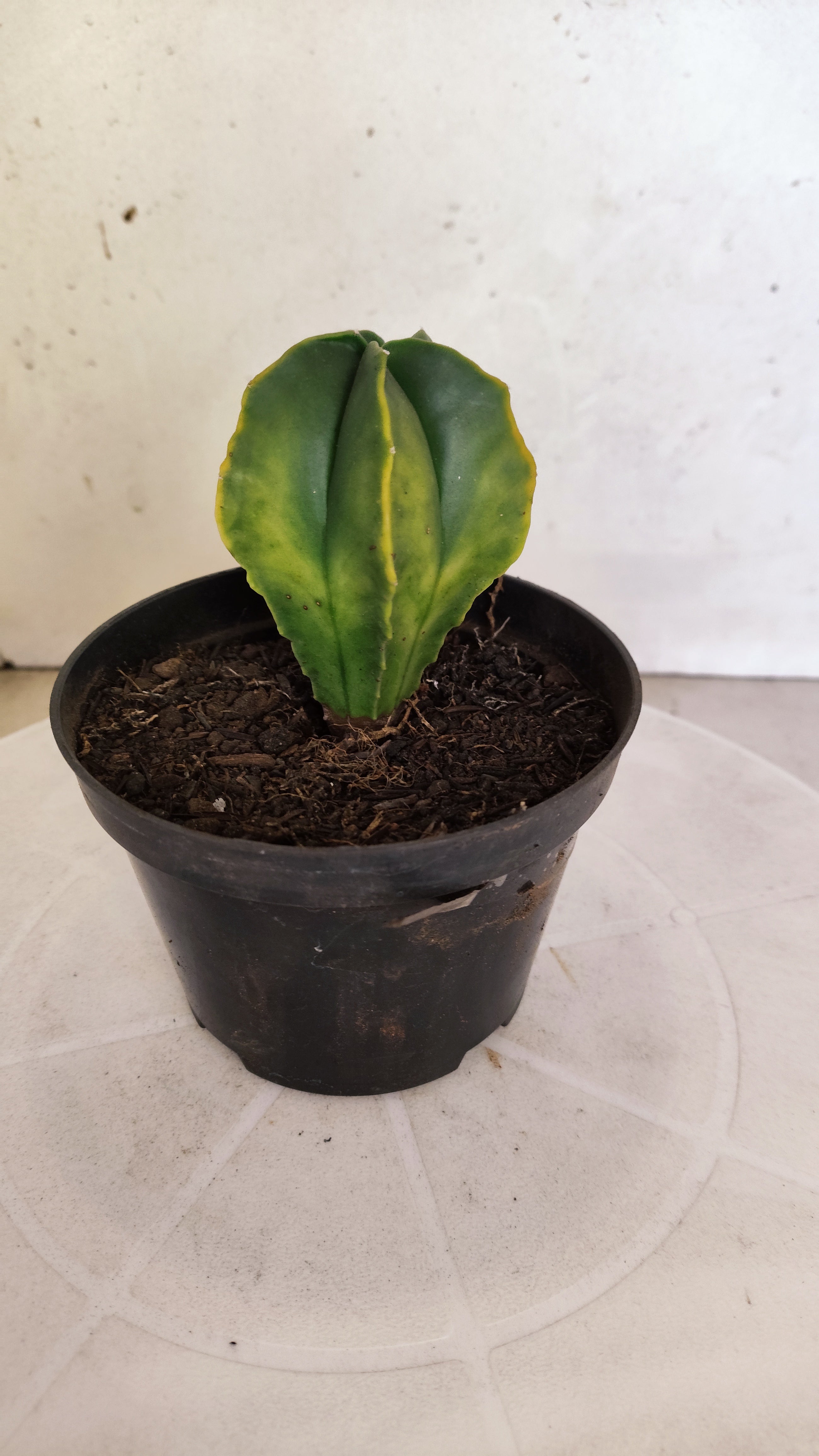 ASTROPHYTUM MYRIOSTIGMA "Variegata" Nº 1140 – vaso 11