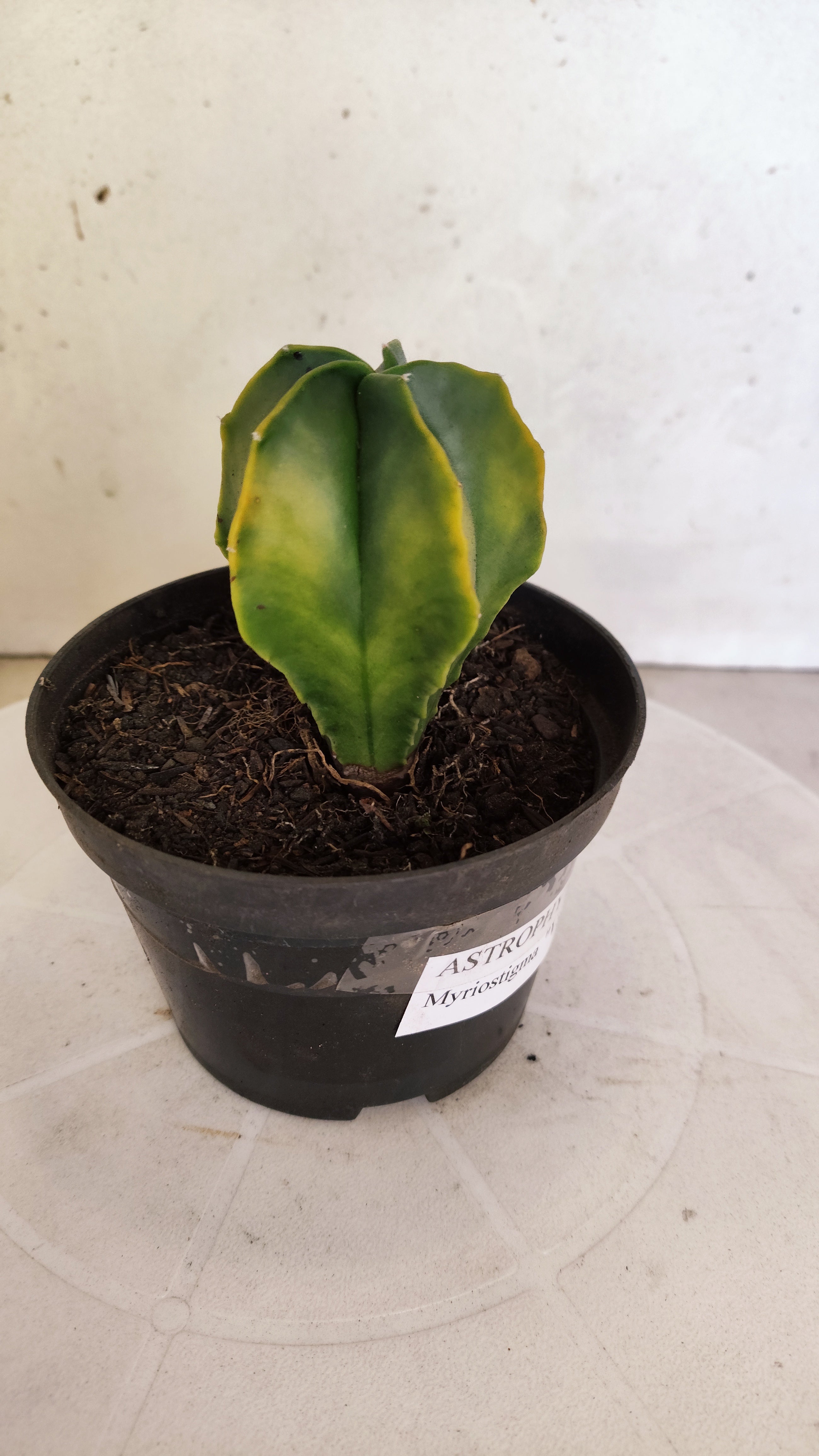 ASTROPHYTUM MYRIOSTIGMA "Variegata" Nº 1140 – vaso 11