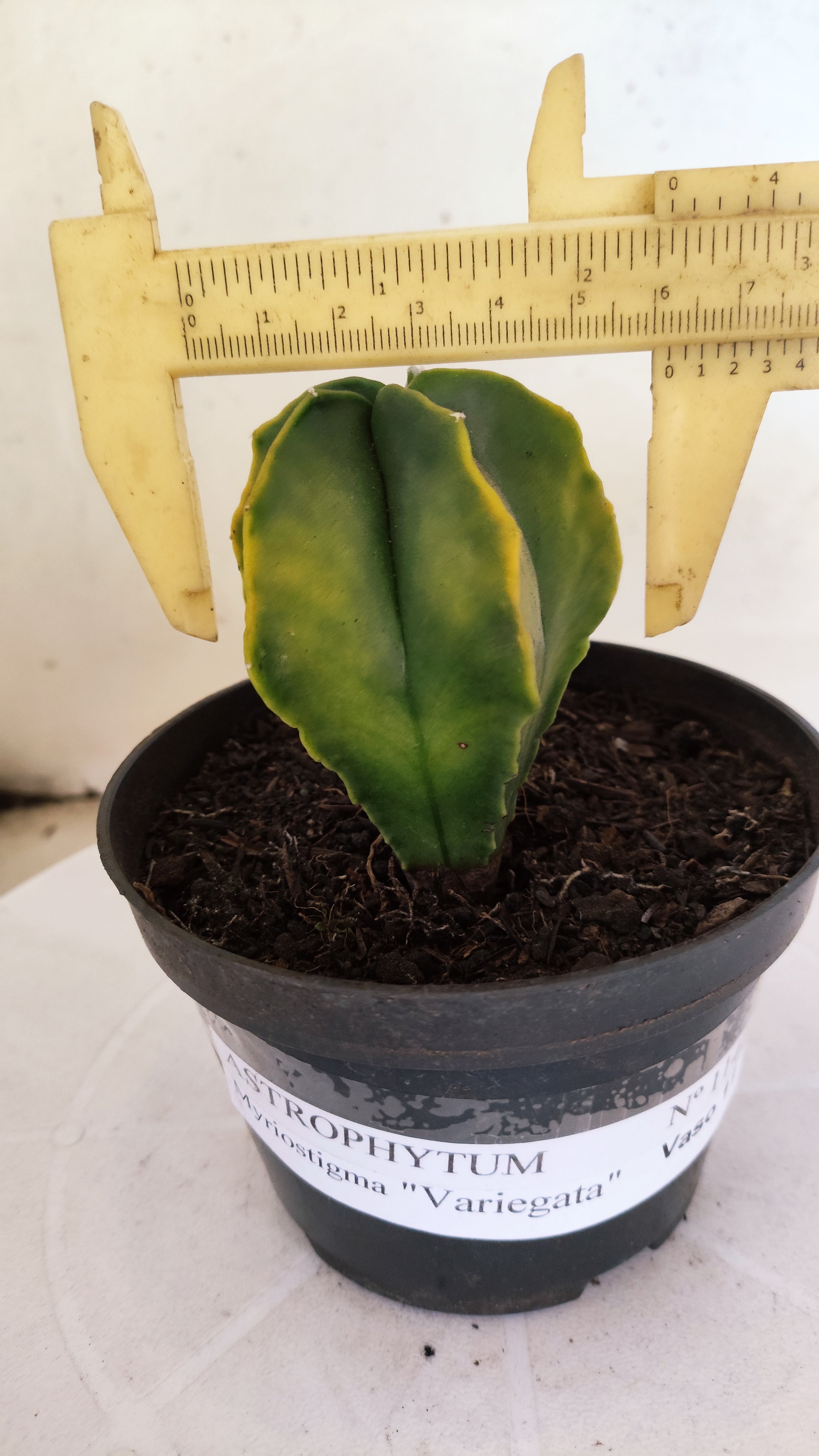 ASTROPHYTUM MYRIOSTIGMA "Variegata" Nº 1140 – vaso 11