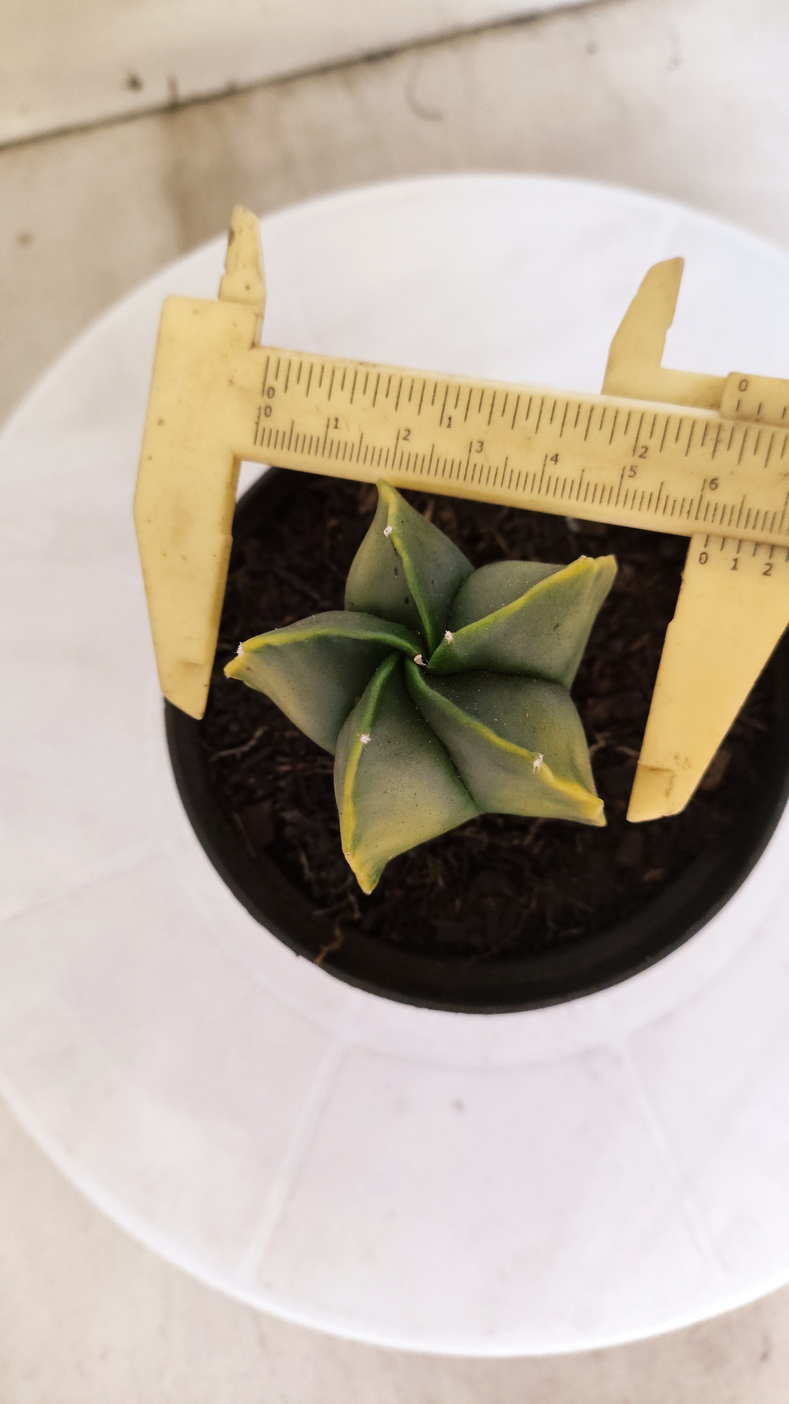 ASTROPHYTUM MYRIOSTIGMA "Variegata" Nº 1140 – vaso 11