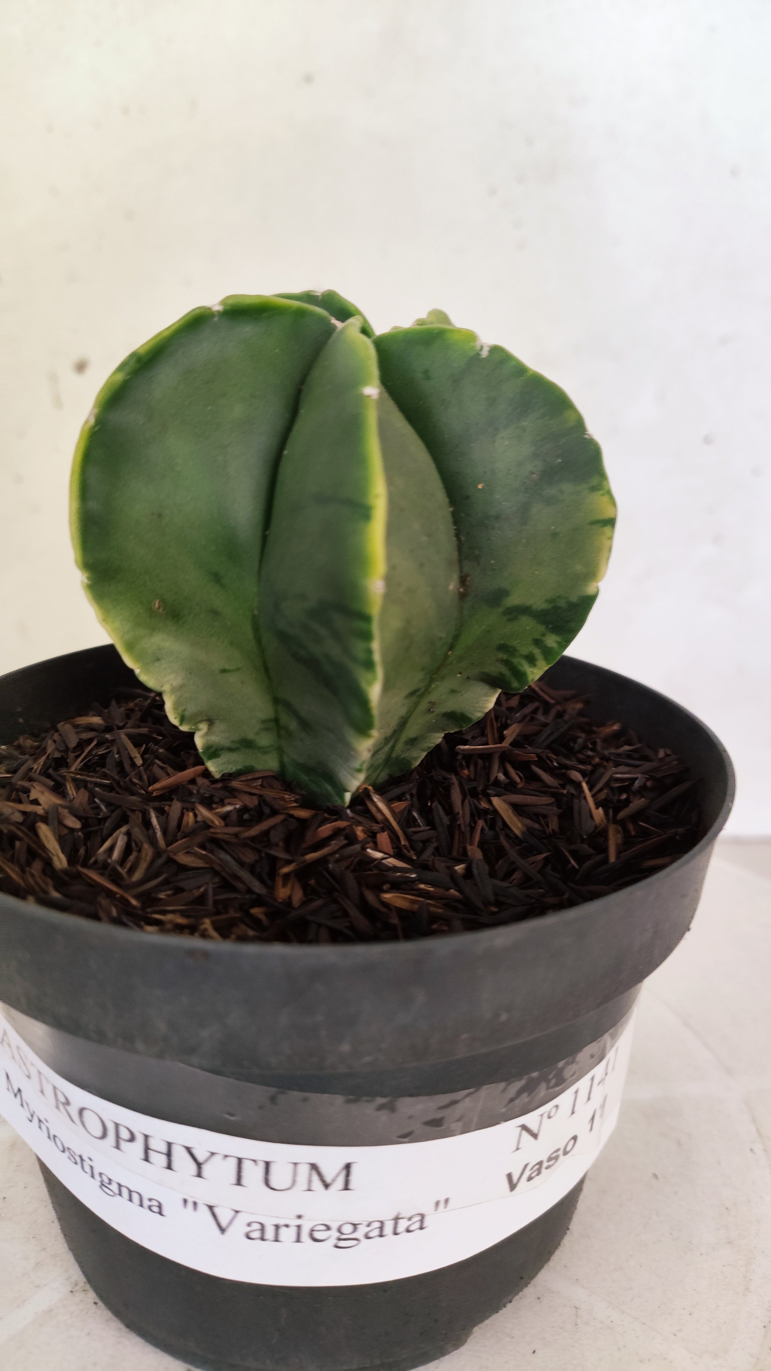 ASTROPHYTUM MYRIOSTIGMA "Variegata" Nº 1141 – vaso 11