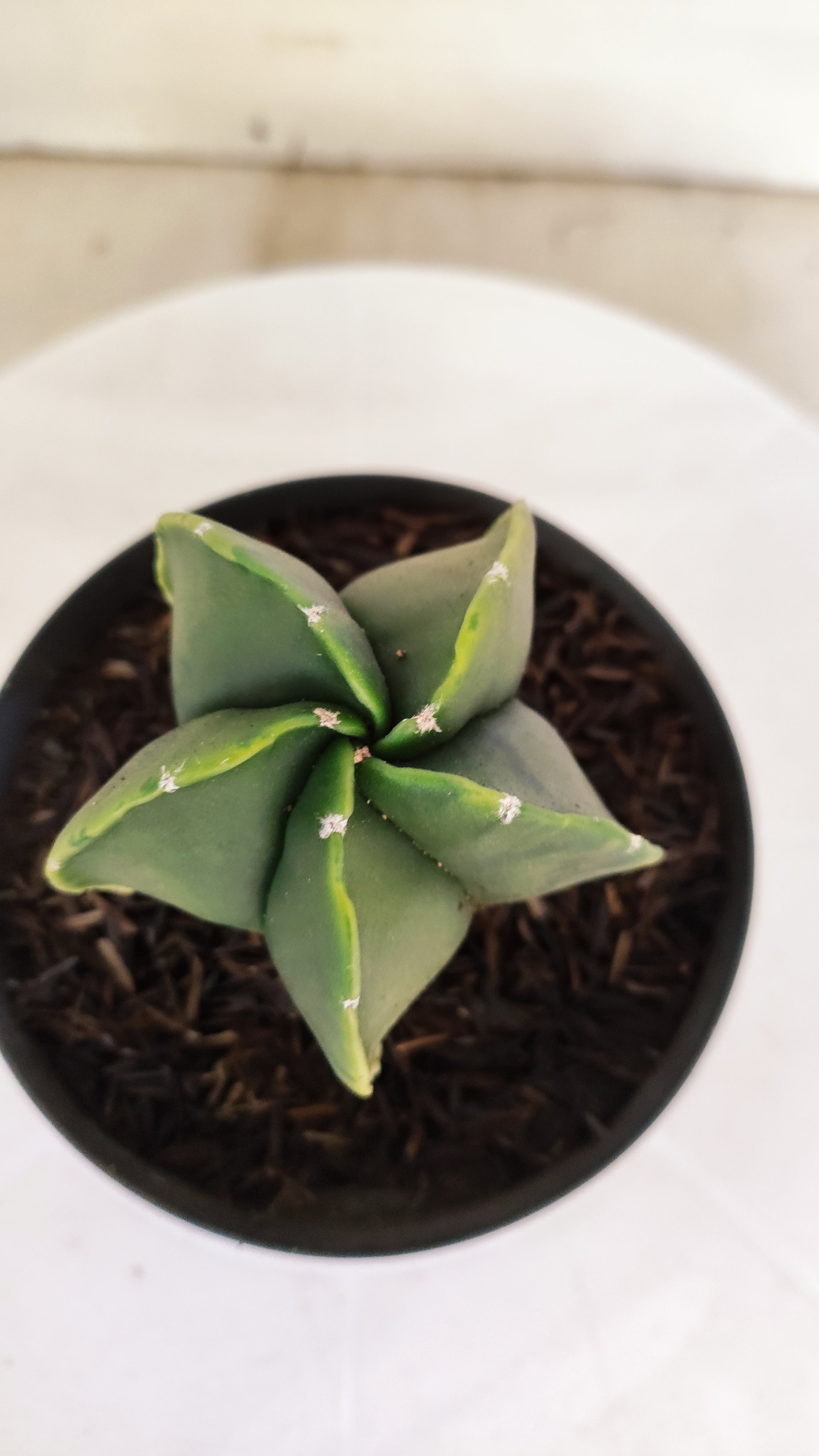 ASTROPHYTUM MYRIOSTIGMA "Variegata" Nº 1141 – vaso 11
