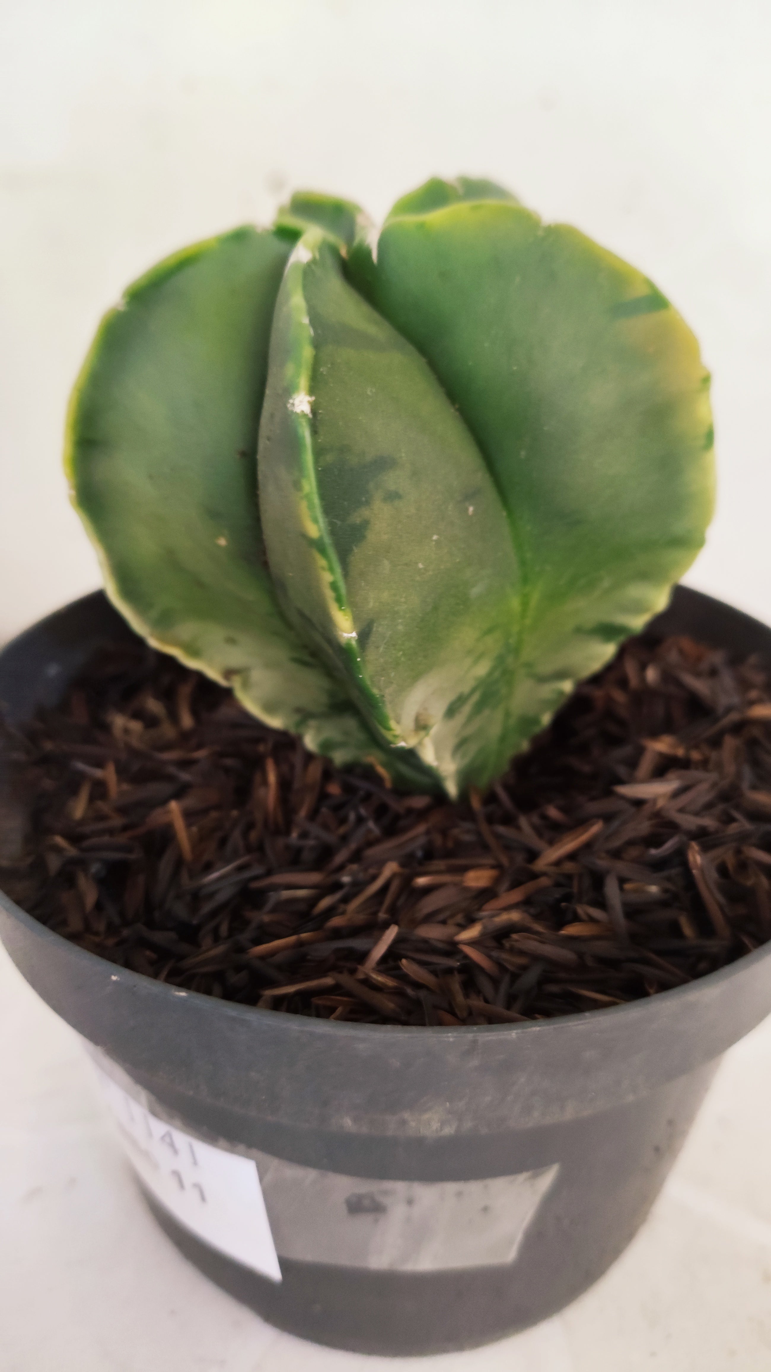 ASTROPHYTUM MYRIOSTIGMA "Variegata" Nº 1141 – vaso 11