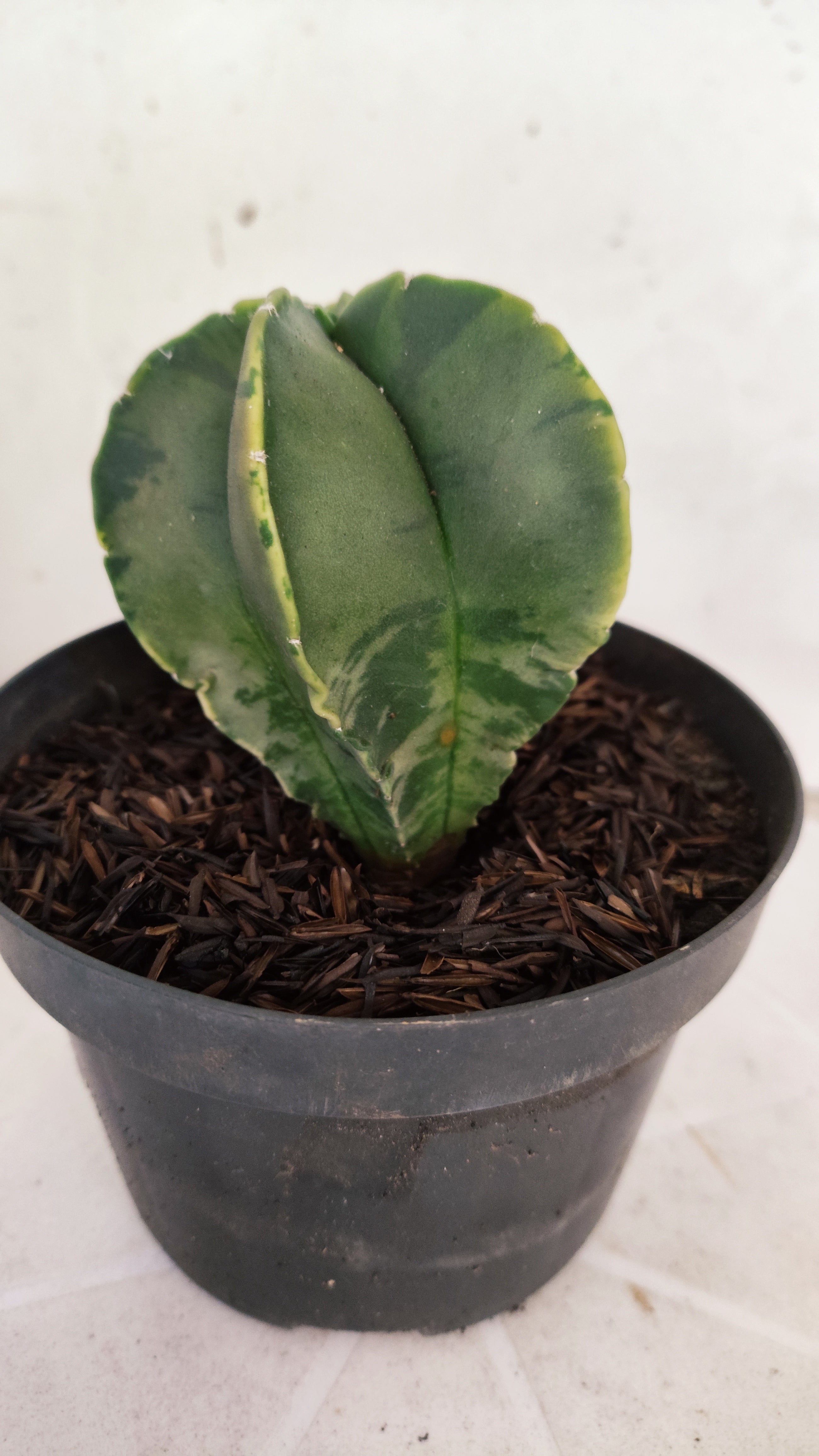 ASTROPHYTUM MYRIOSTIGMA "Variegata" Nº 1141 – vaso 11