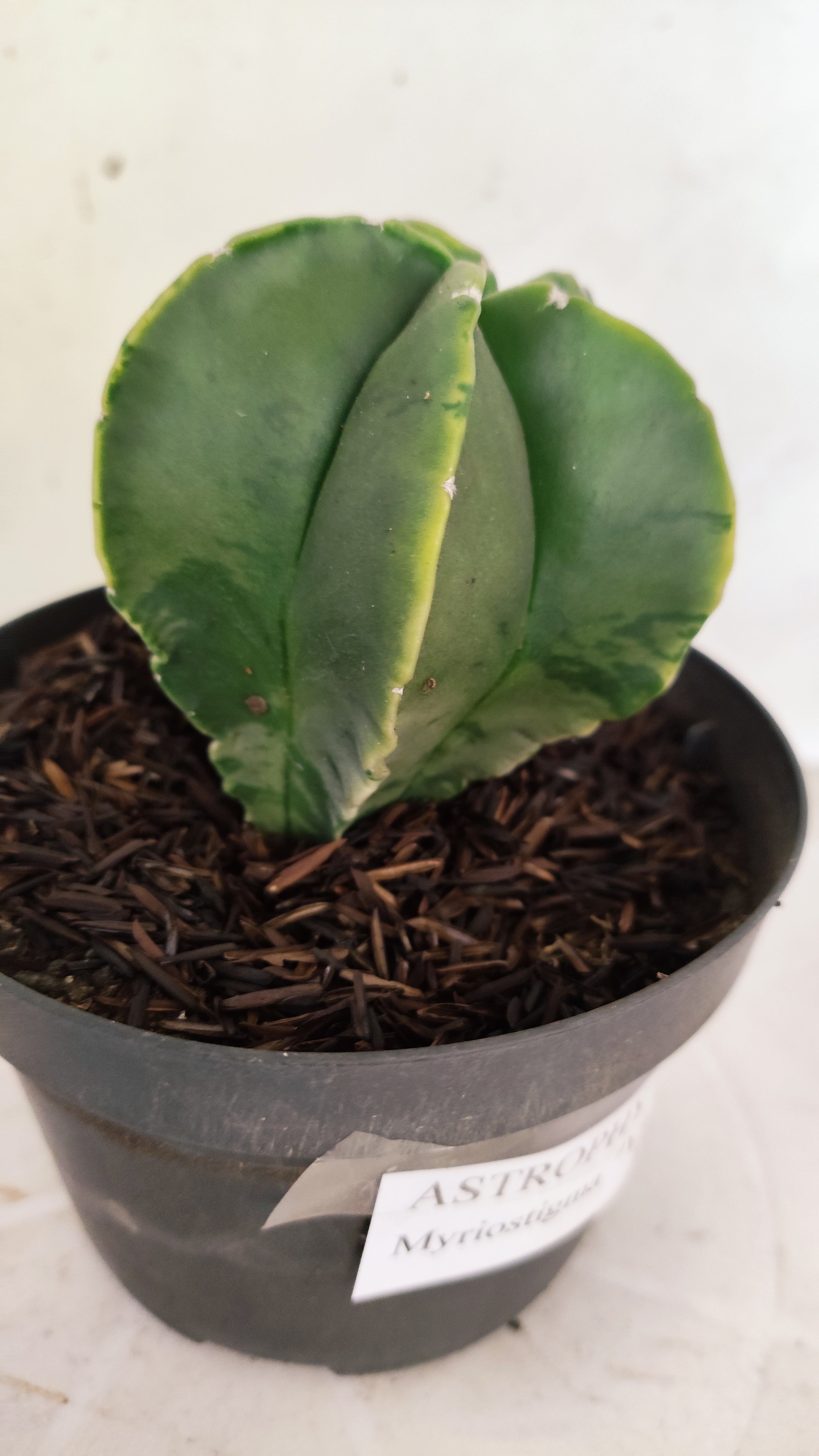 ASTROPHYTUM MYRIOSTIGMA "Variegata" Nº 1141 – vaso 11