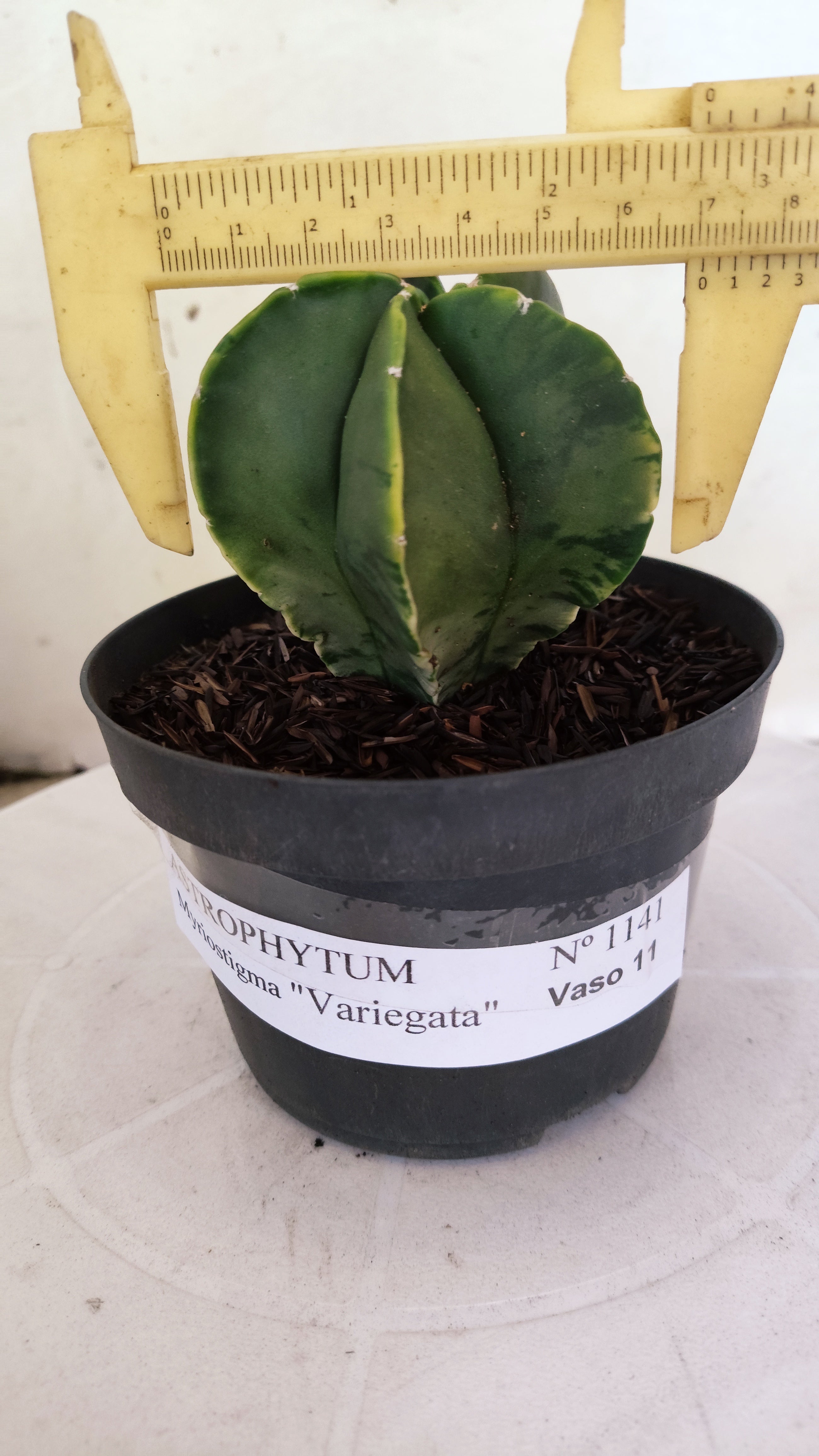 ASTROPHYTUM MYRIOSTIGMA "Variegata" Nº 1141 – vaso 11