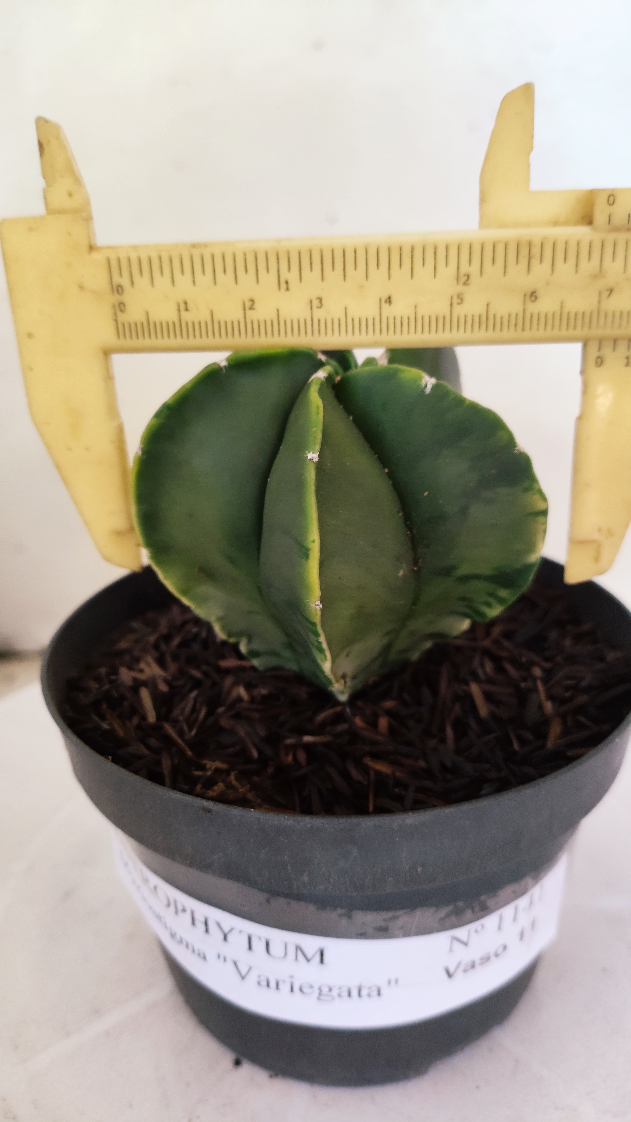 ASTROPHYTUM MYRIOSTIGMA "Variegata" Nº 1141 – vaso 11
