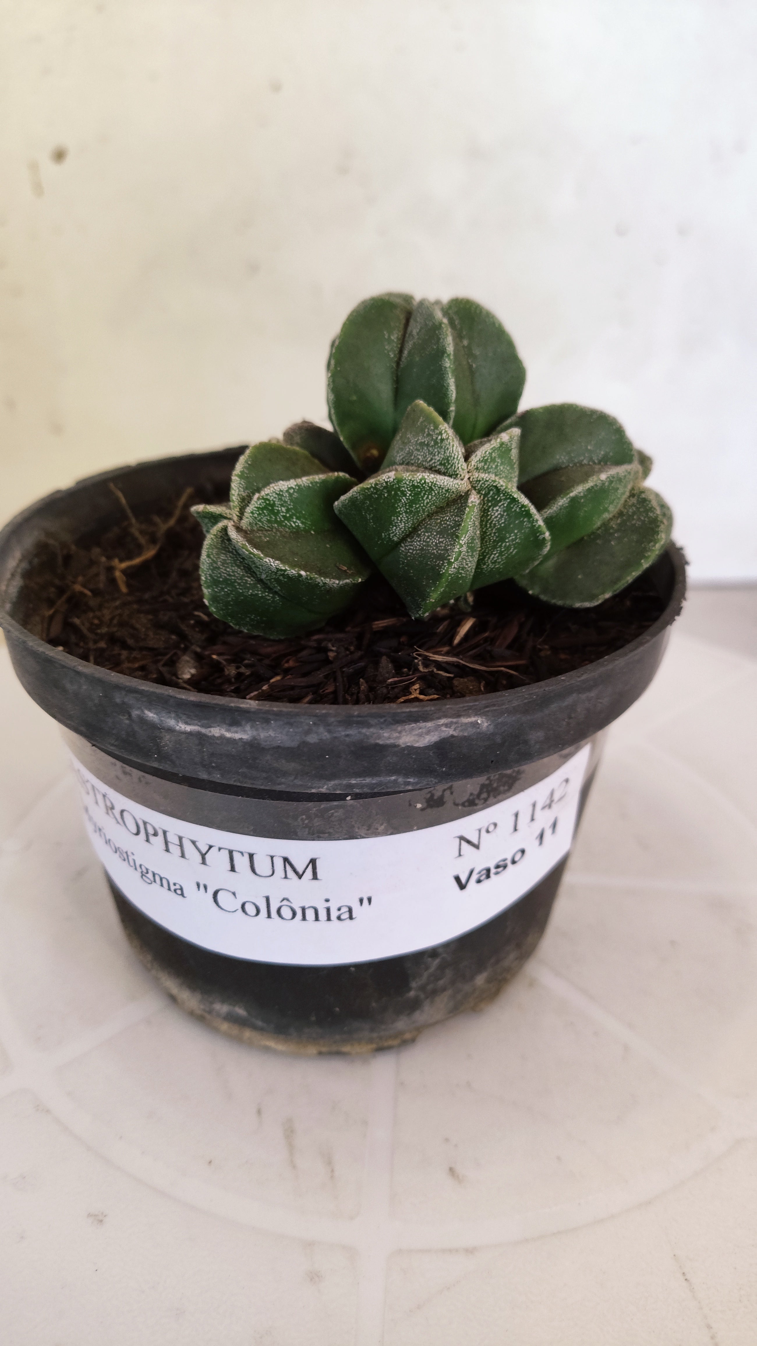 ASTROPHYTUM MYRIOSTIGMA "Colônia" Nº 1142 – vaso 11