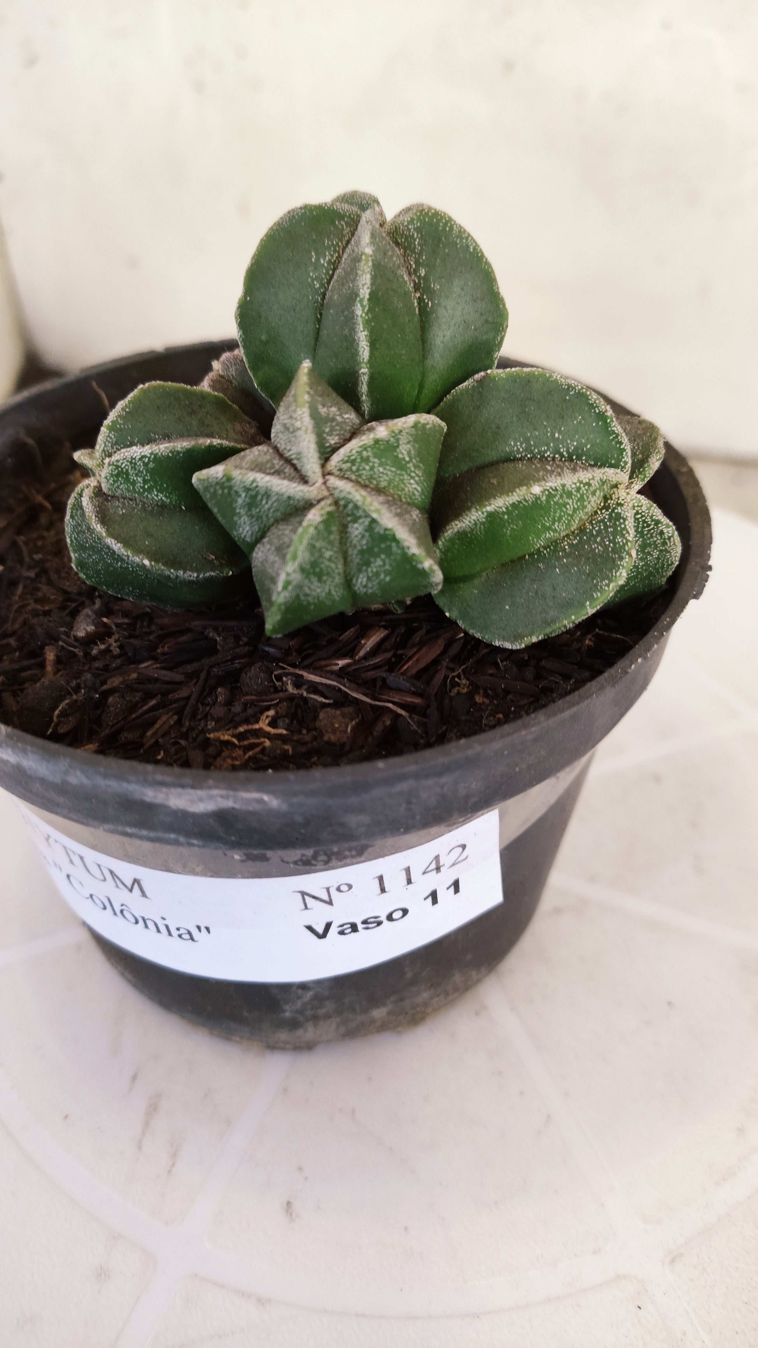 ASTROPHYTUM MYRIOSTIGMA "Colônia" Nº 1142 – vaso 11