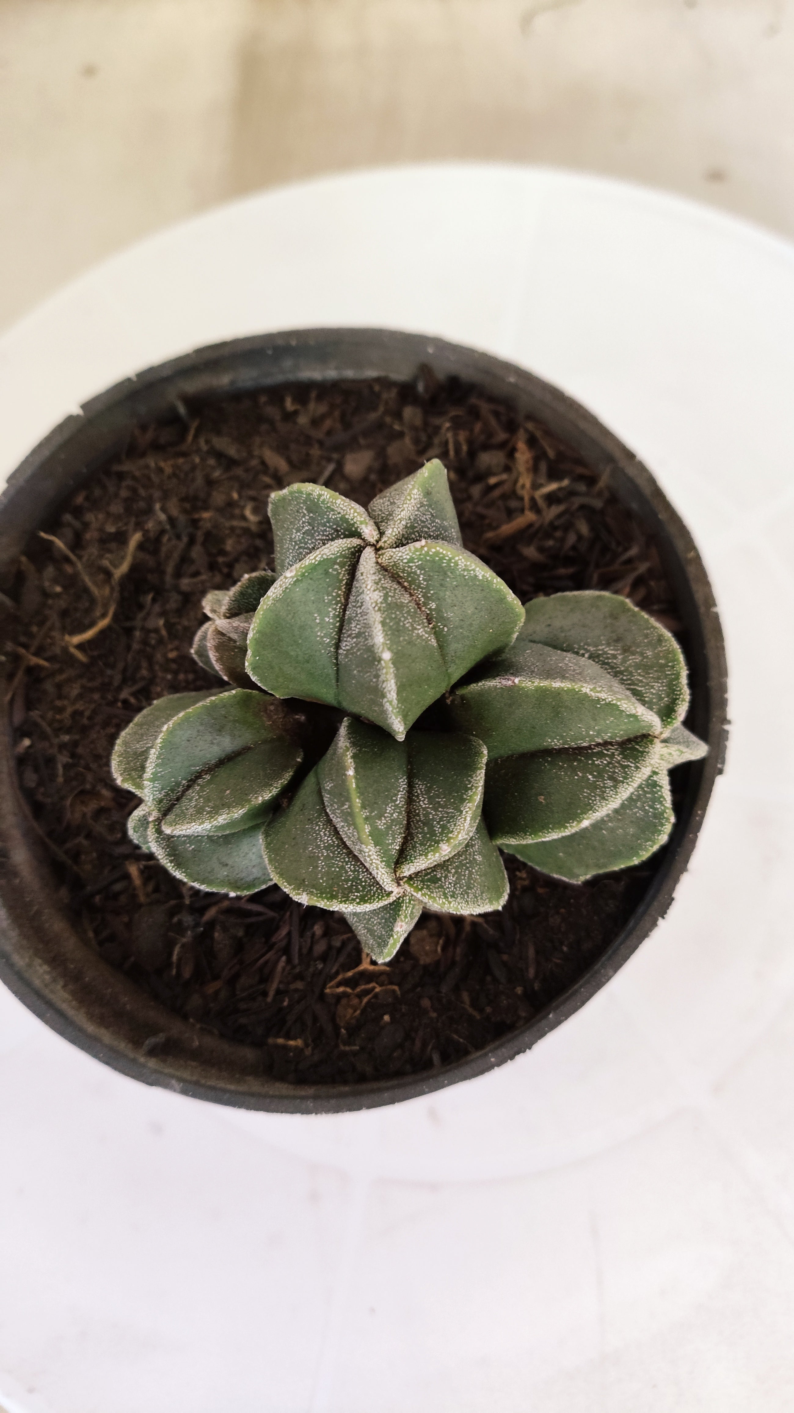 ASTROPHYTUM MYRIOSTIGMA "Colônia" Nº 1142 – vaso 11