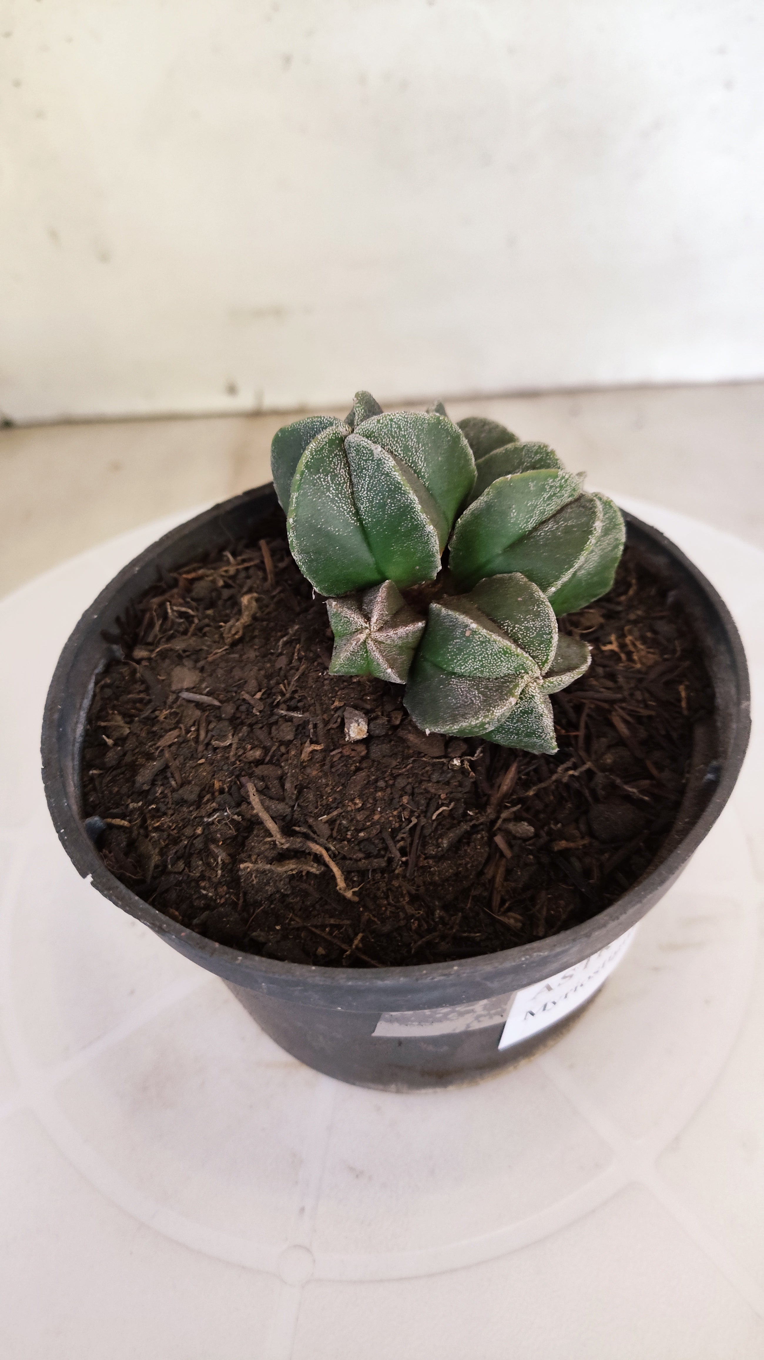 ASTROPHYTUM MYRIOSTIGMA "Colônia" Nº 1142 – vaso 11