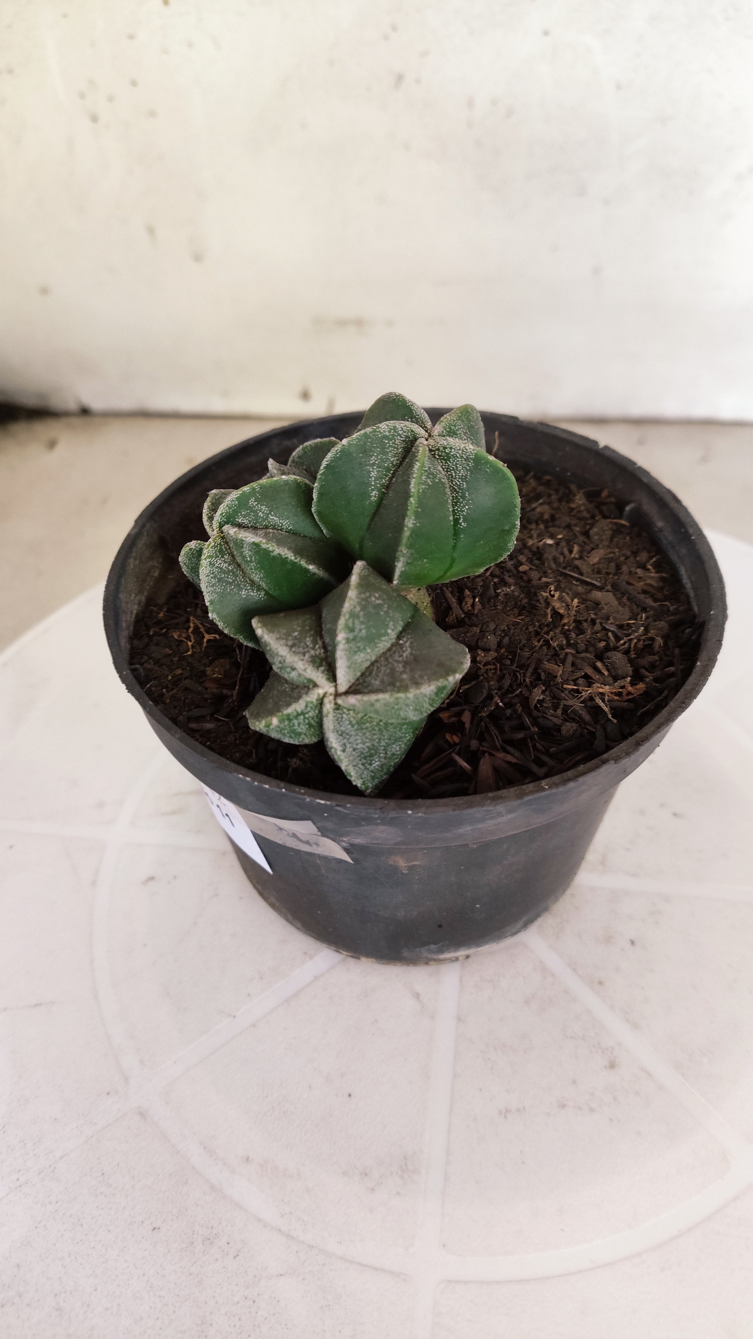 ASTROPHYTUM MYRIOSTIGMA "Colônia" Nº 1142 – vaso 11
