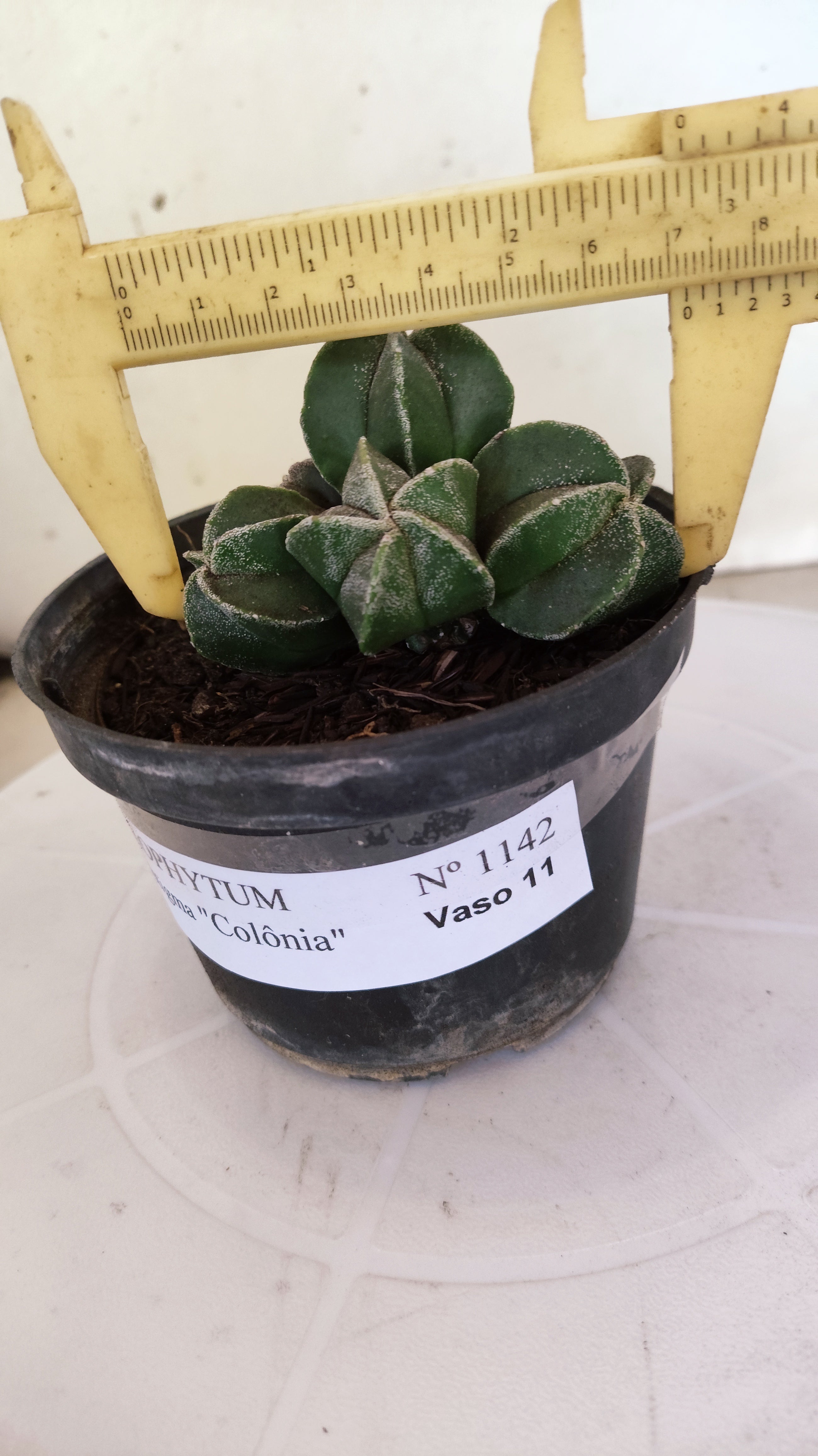 ASTROPHYTUM MYRIOSTIGMA "Colônia" Nº 1142 – vaso 11