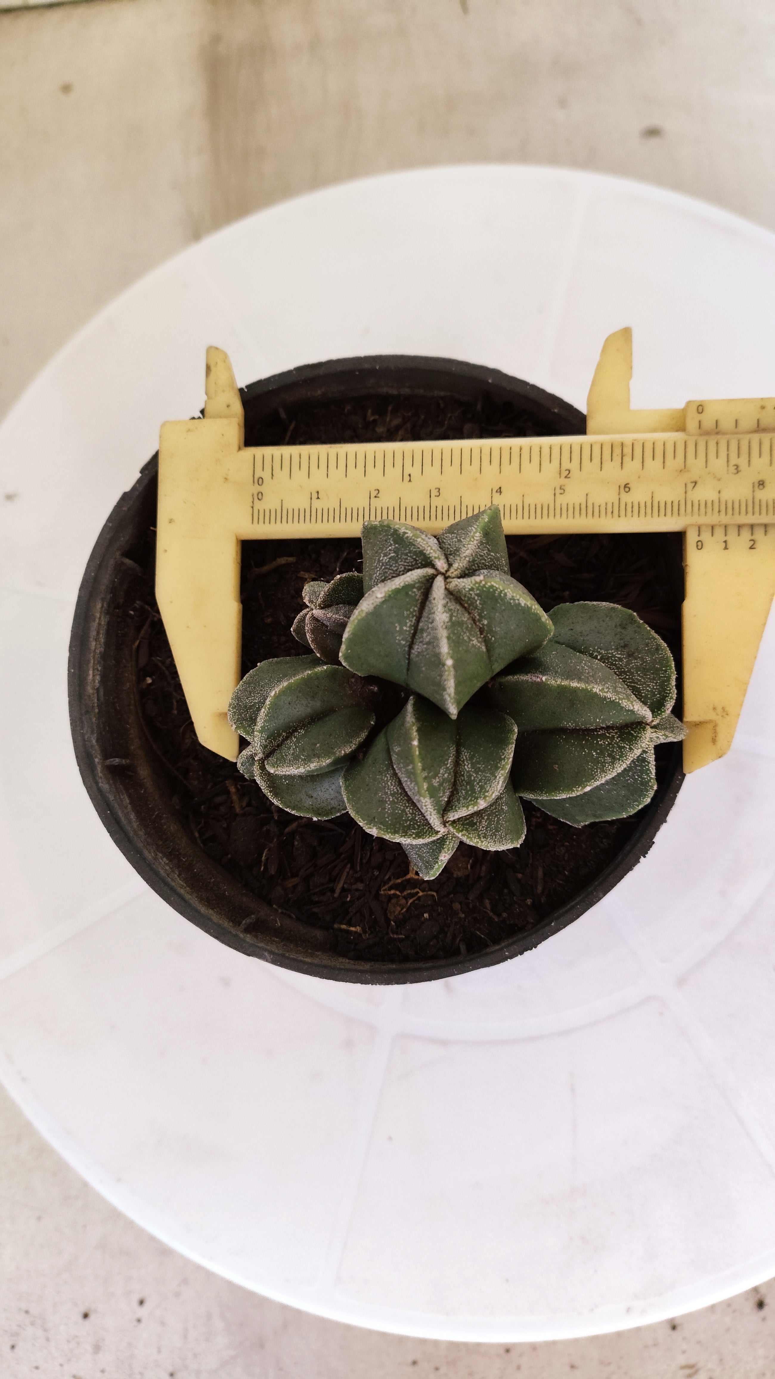ASTROPHYTUM MYRIOSTIGMA "Colônia" Nº 1142 – vaso 11