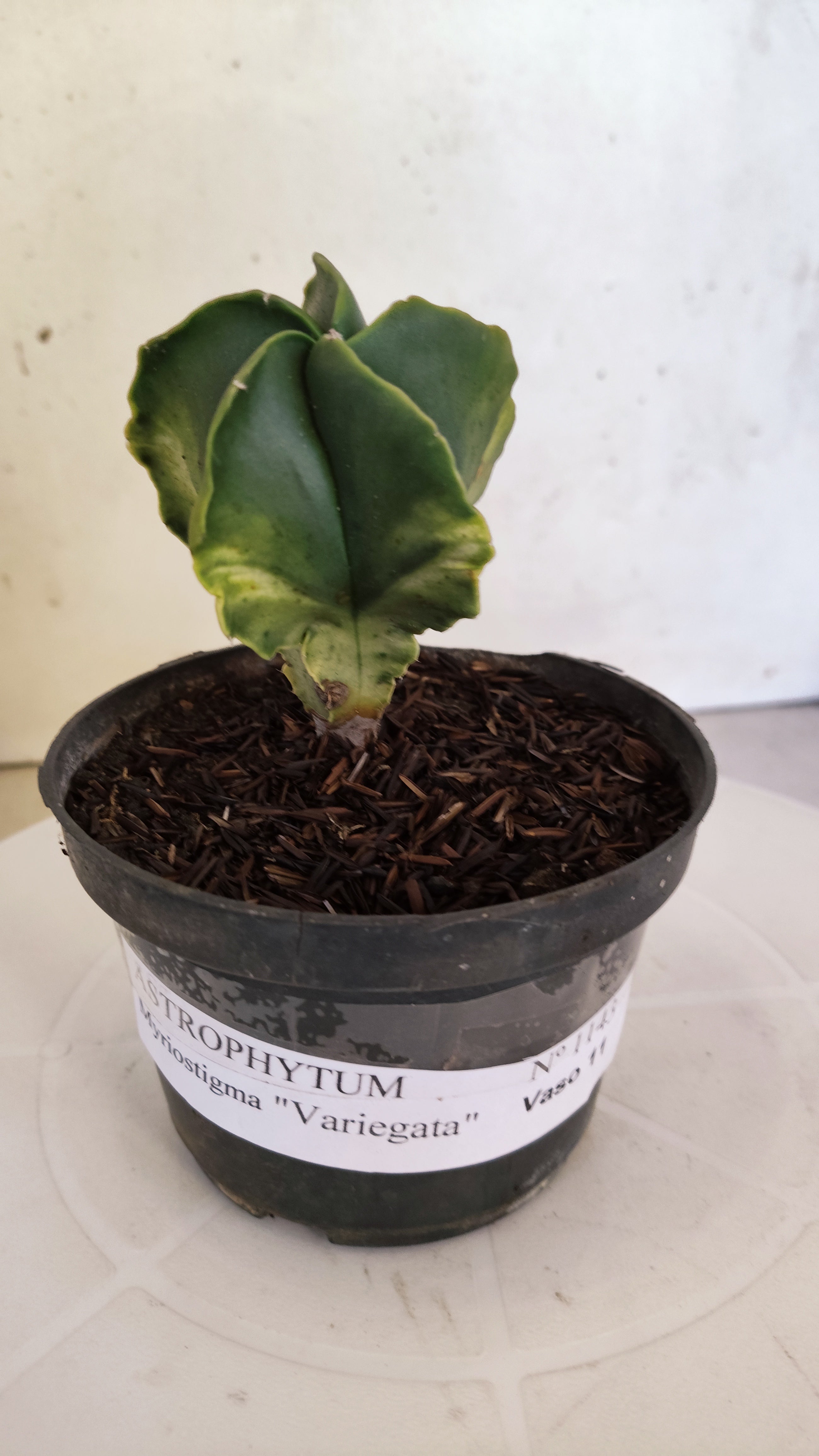 ASTROPHYTUM MYRIOSTIGMA "Variegata" Nº 1143 – vaso 11