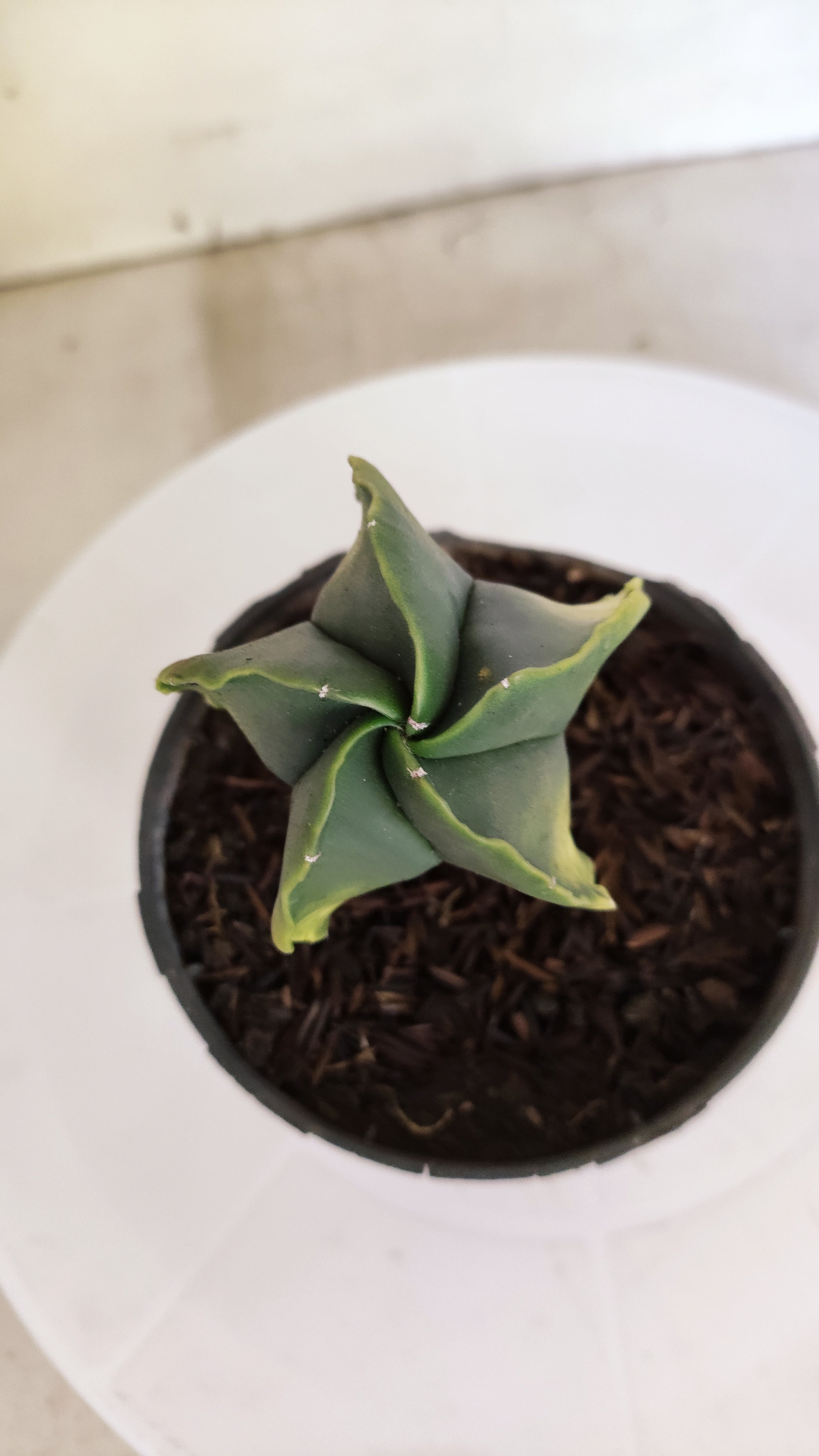 ASTROPHYTUM MYRIOSTIGMA "Variegata" Nº 1143 – vaso 11