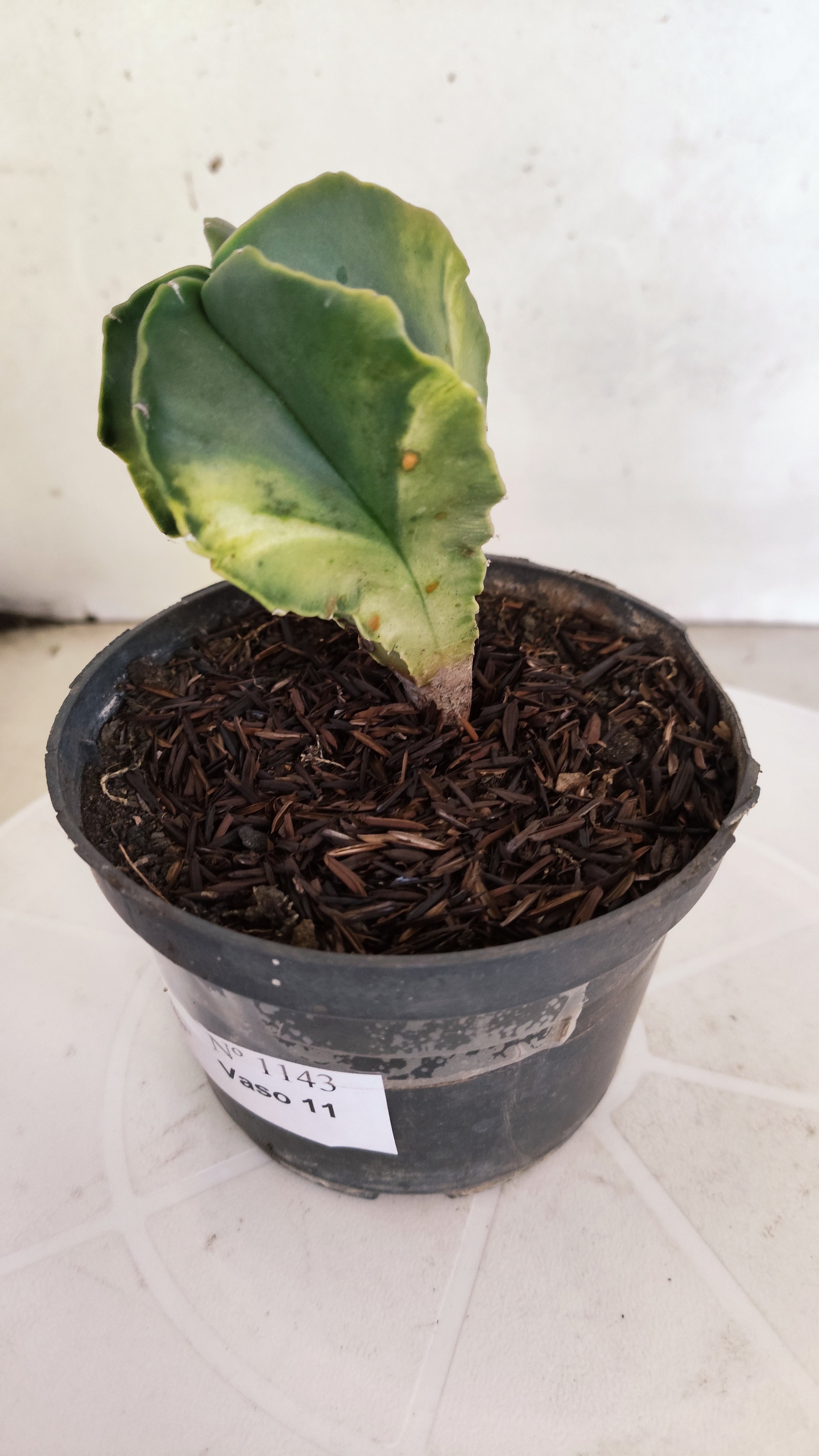 ASTROPHYTUM MYRIOSTIGMA "Variegata" Nº 1143 – vaso 11