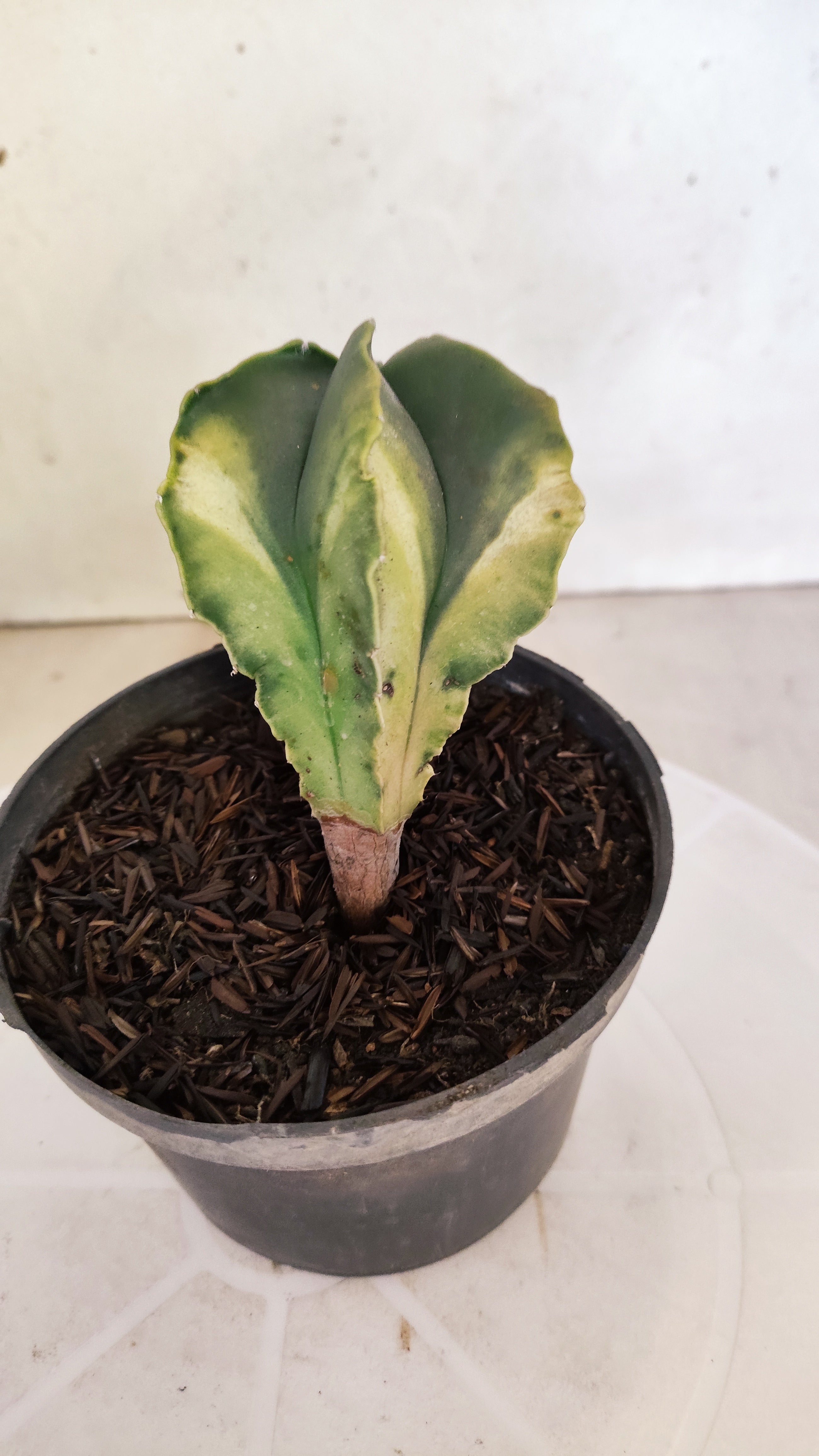 ASTROPHYTUM MYRIOSTIGMA "Variegata" Nº 1143 – vaso 11