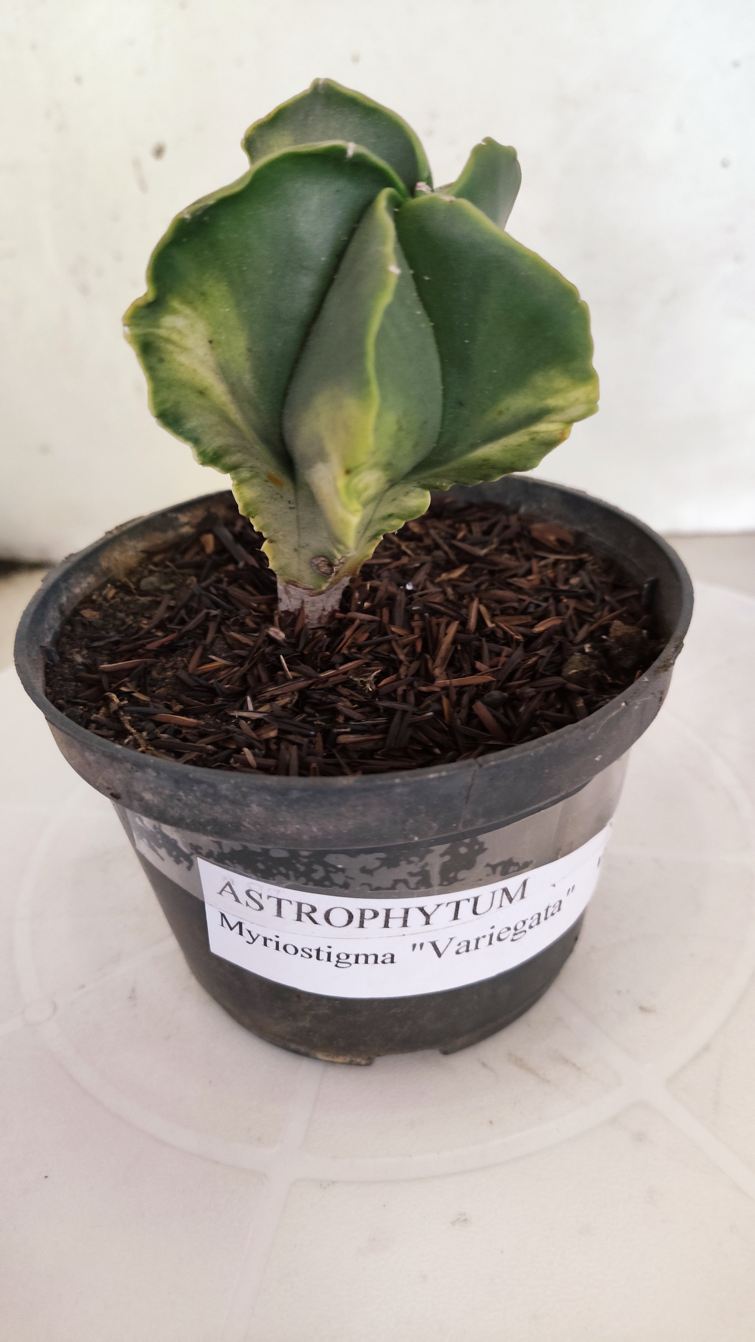ASTROPHYTUM MYRIOSTIGMA "Variegata" Nº 1143 – vaso 11