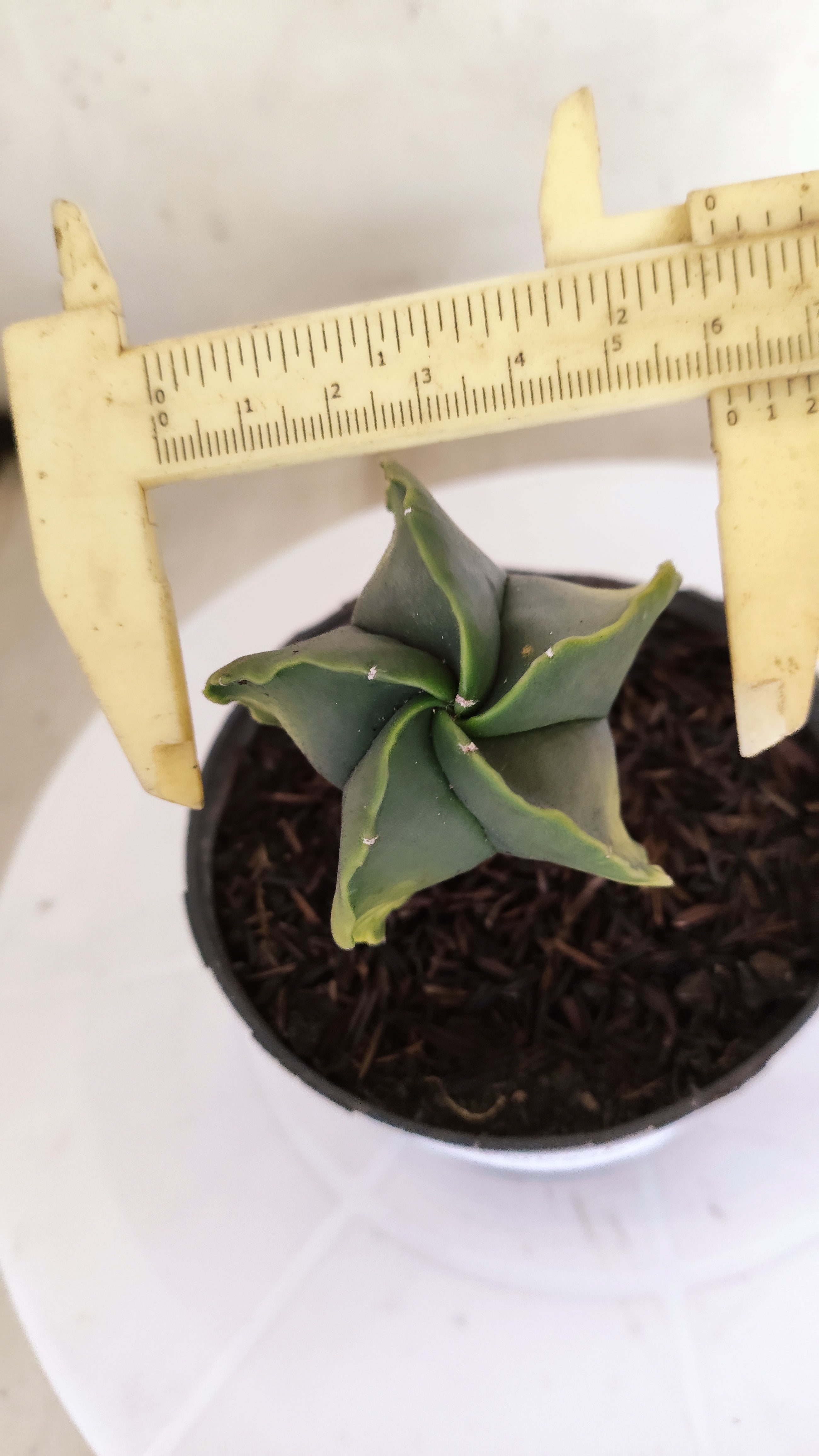 ASTROPHYTUM MYRIOSTIGMA "Variegata" Nº 1143 – vaso 11