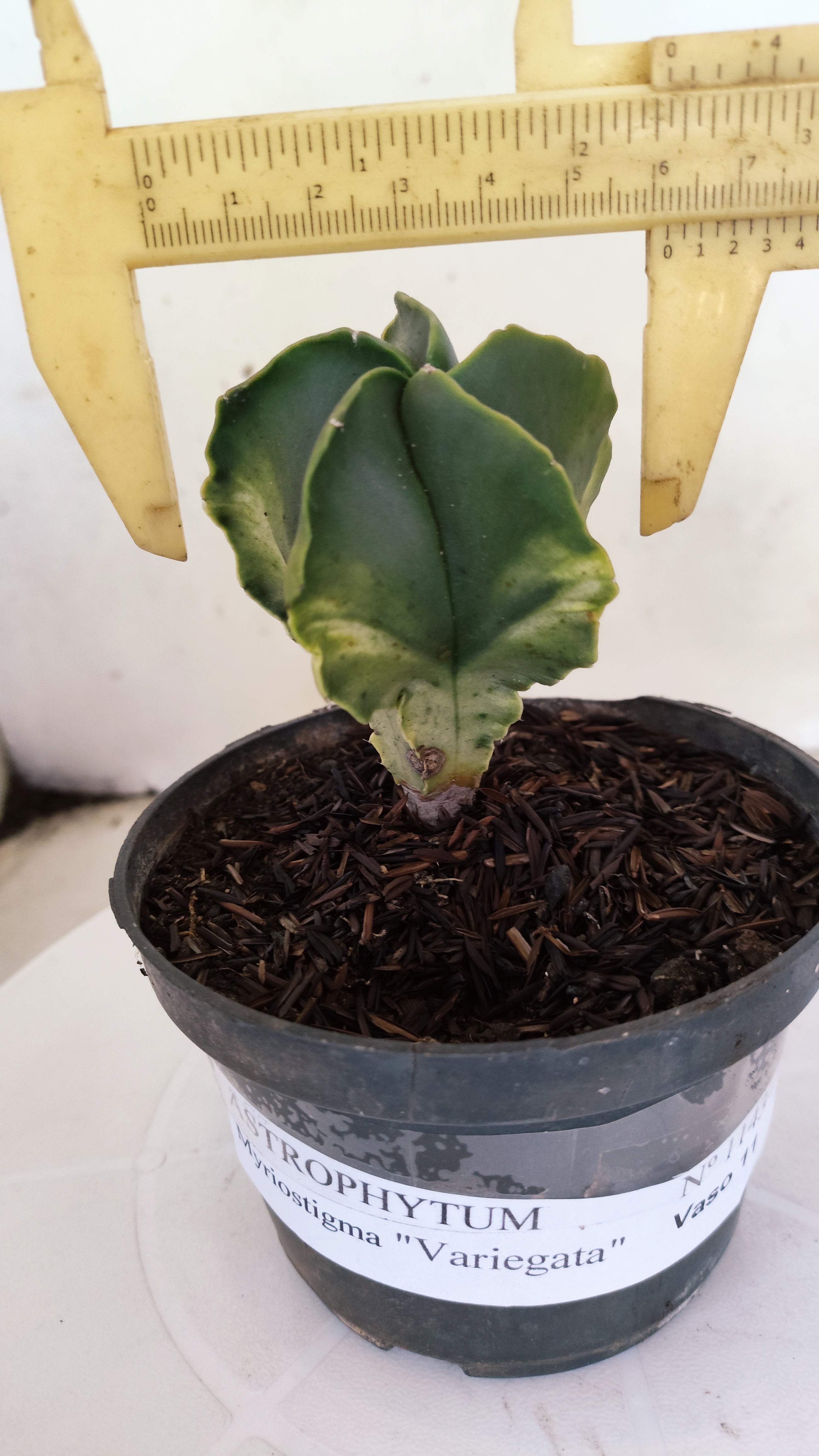 ASTROPHYTUM MYRIOSTIGMA "Variegata" Nº 1143 – vaso 11