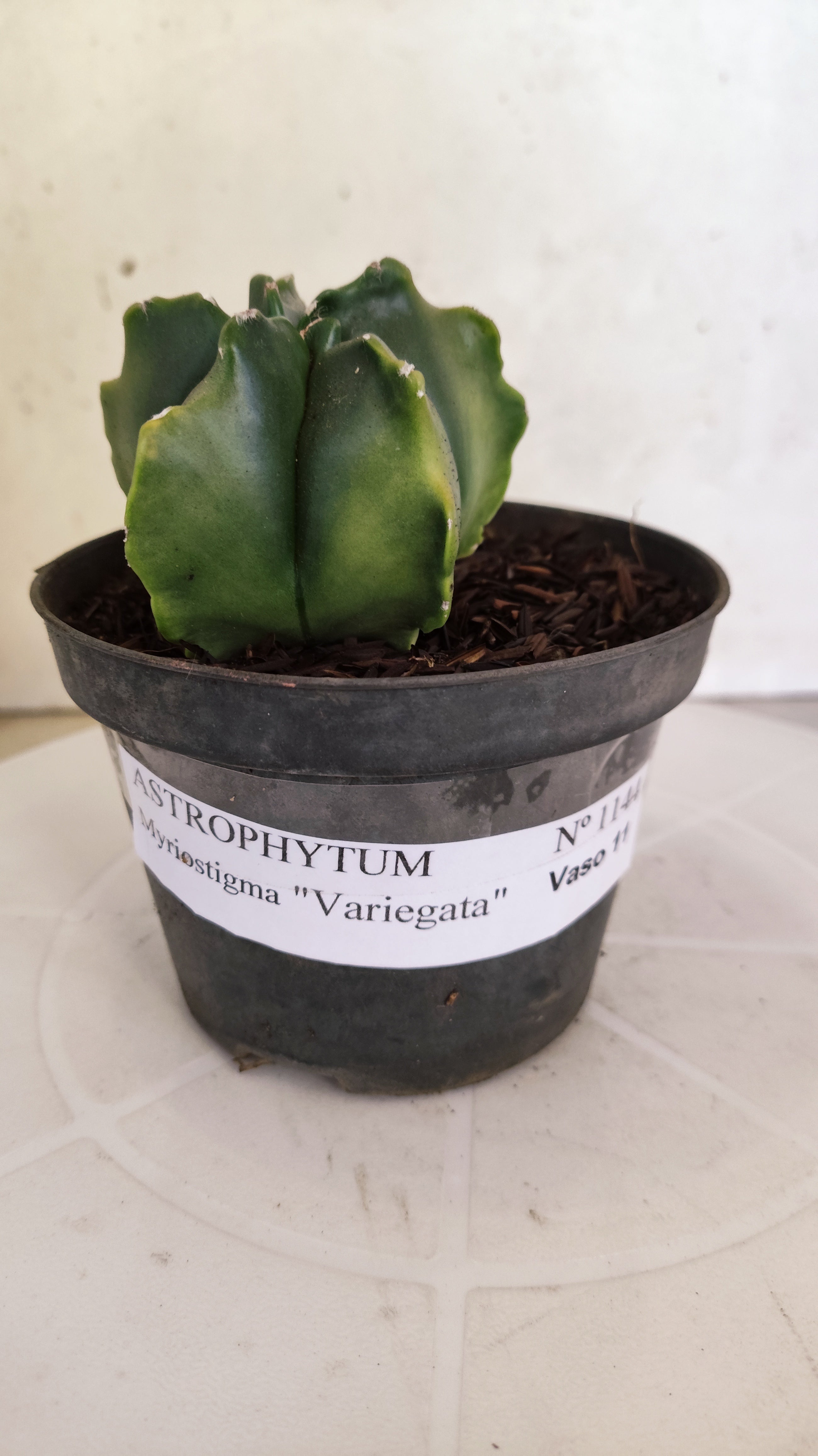 ASTROPHYTUM MYRIOSTIGMA "Variegata" Nº 1144 – vaso 11