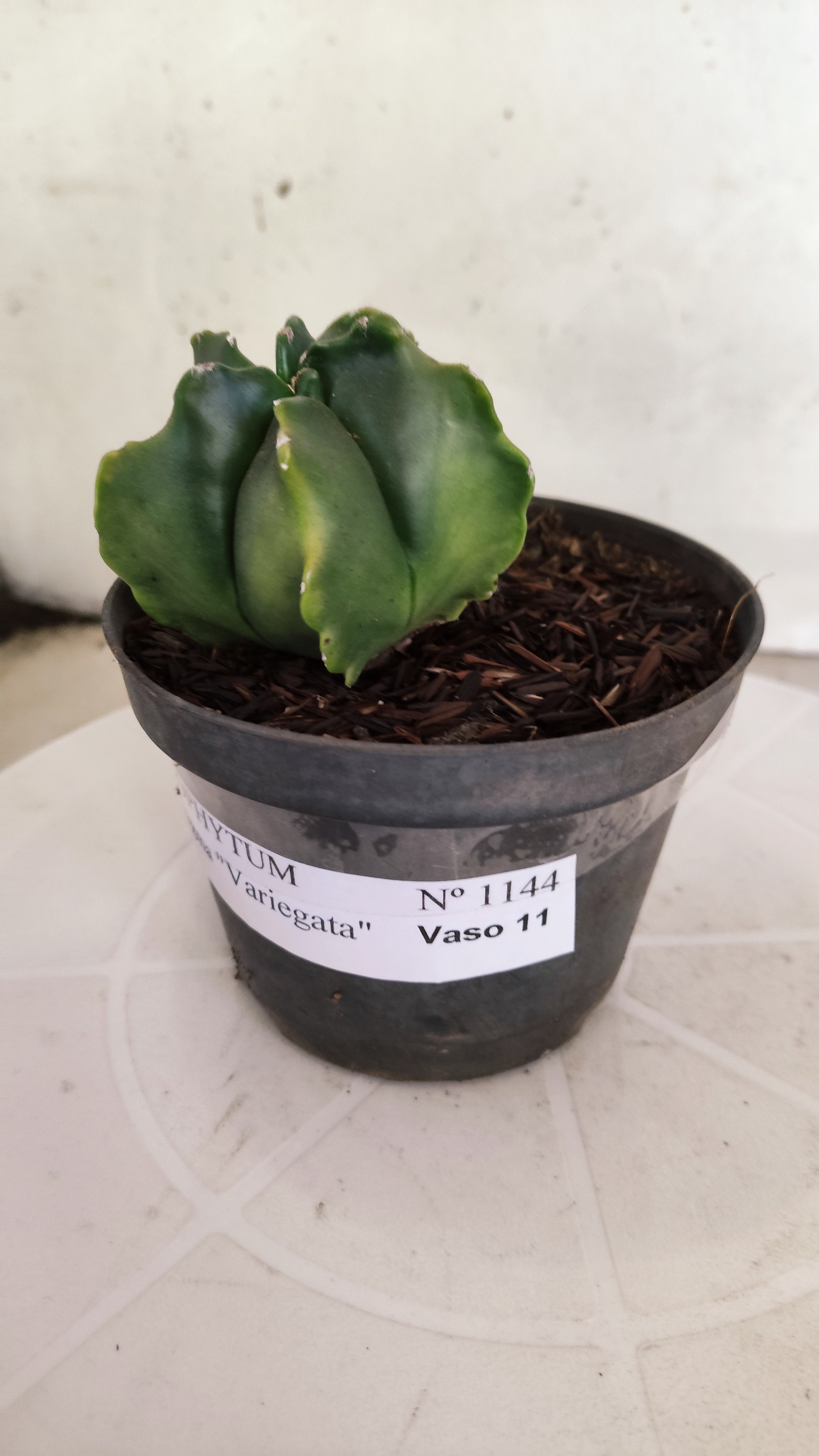 ASTROPHYTUM MYRIOSTIGMA "Variegata" Nº 1144 – vaso 11