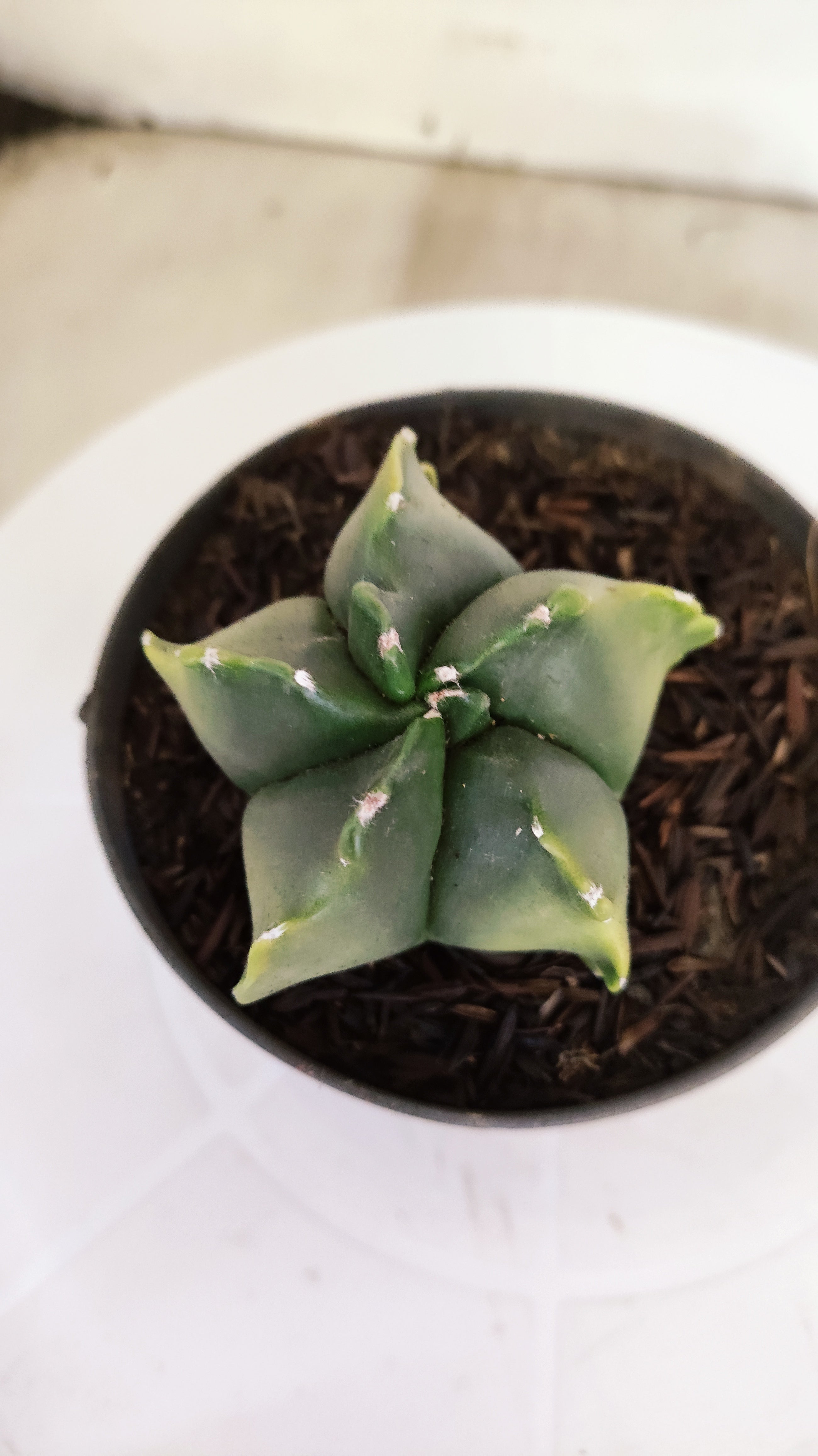 ASTROPHYTUM MYRIOSTIGMA "Variegata" Nº 1144 – vaso 11