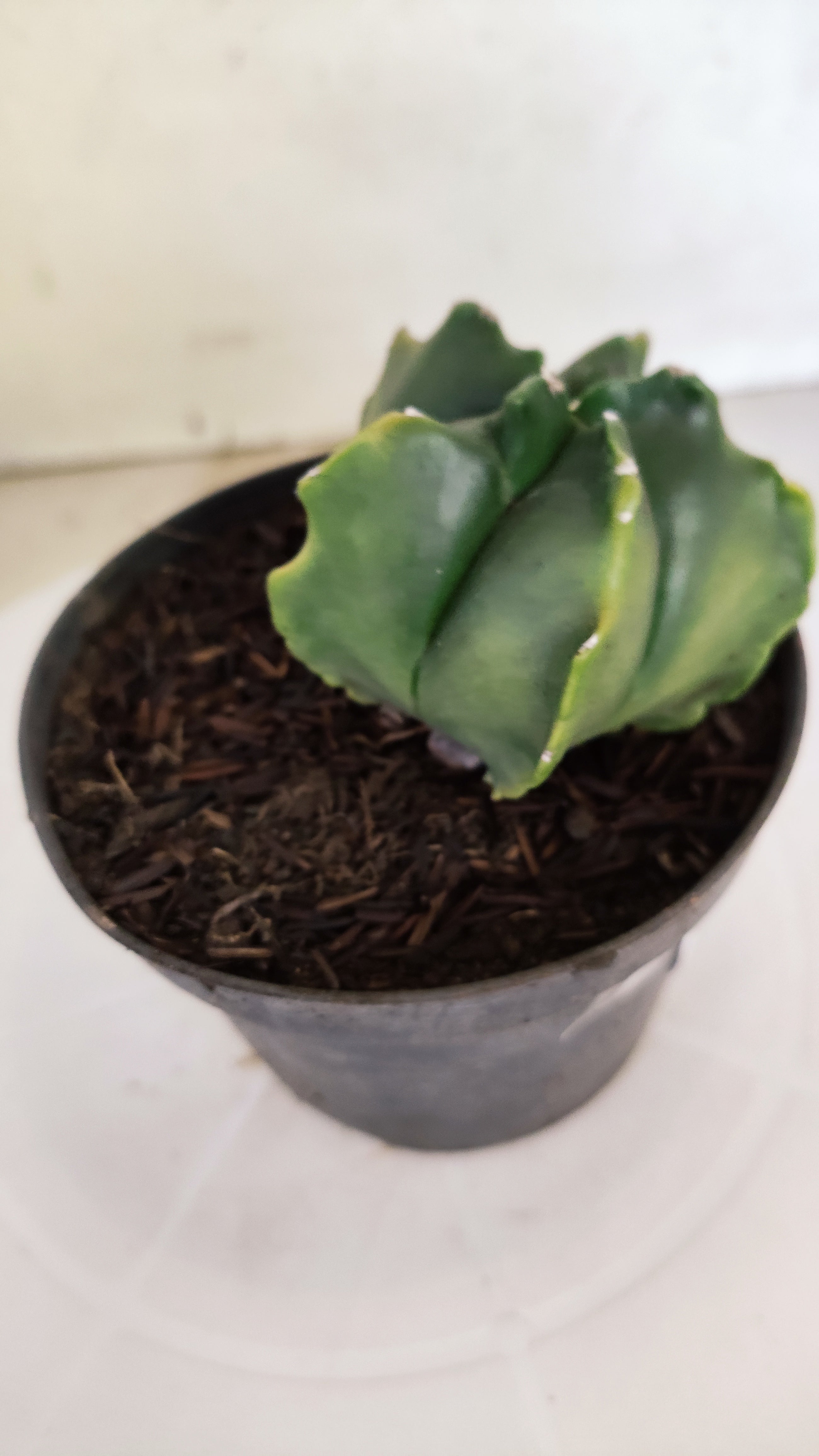 ASTROPHYTUM MYRIOSTIGMA "Variegata" Nº 1144 – vaso 11