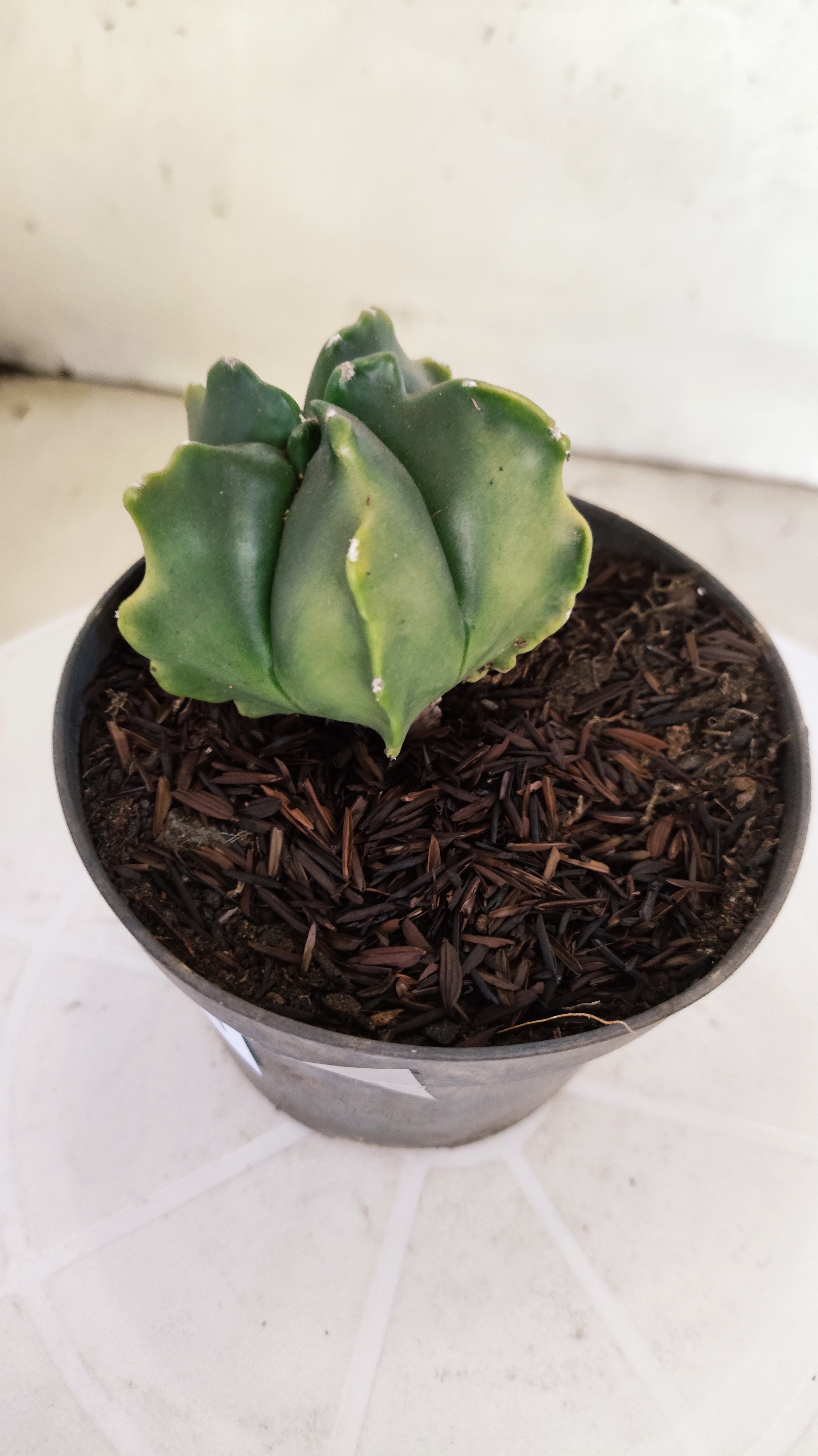 ASTROPHYTUM MYRIOSTIGMA "Variegata" Nº 1144 – vaso 11