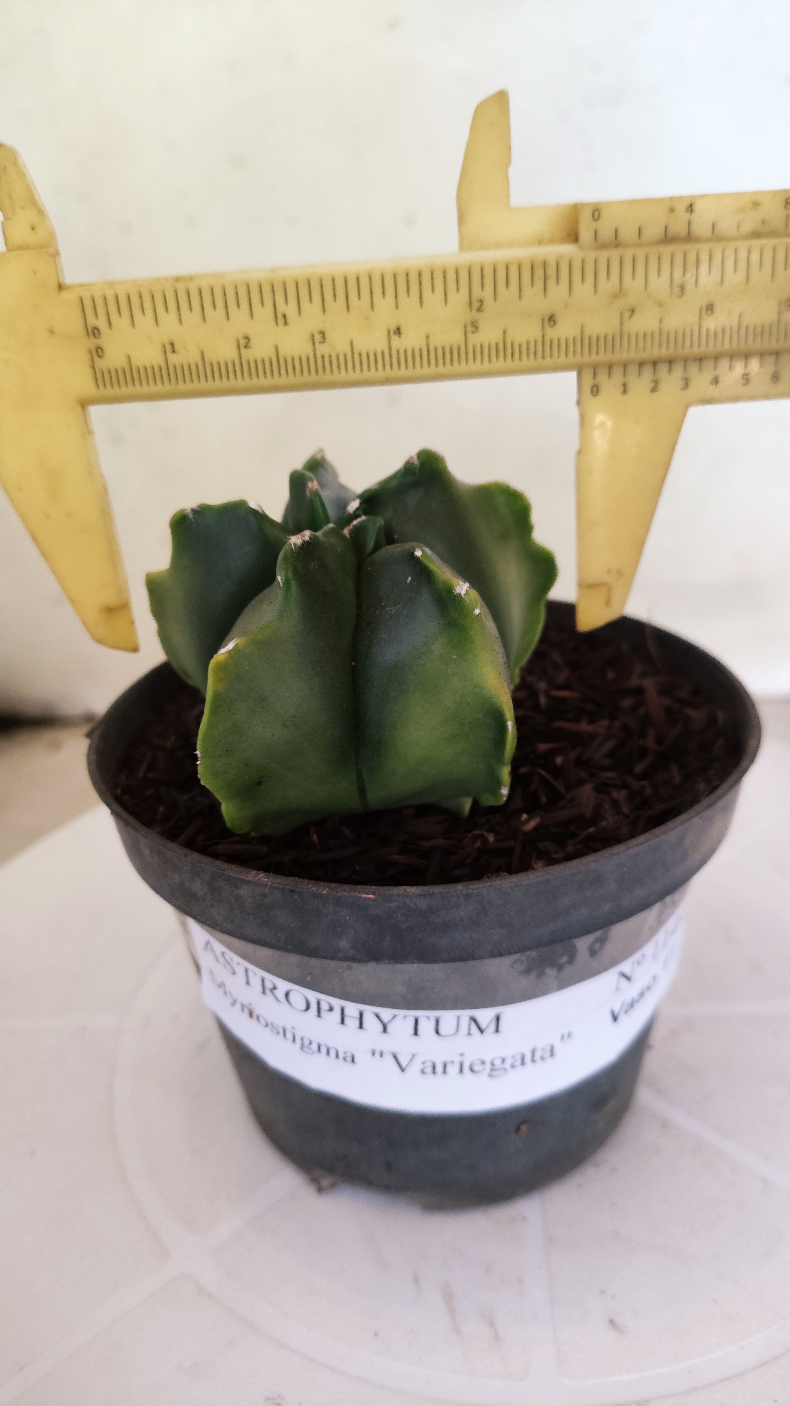 ASTROPHYTUM MYRIOSTIGMA "Variegata" Nº 1144 – vaso 11