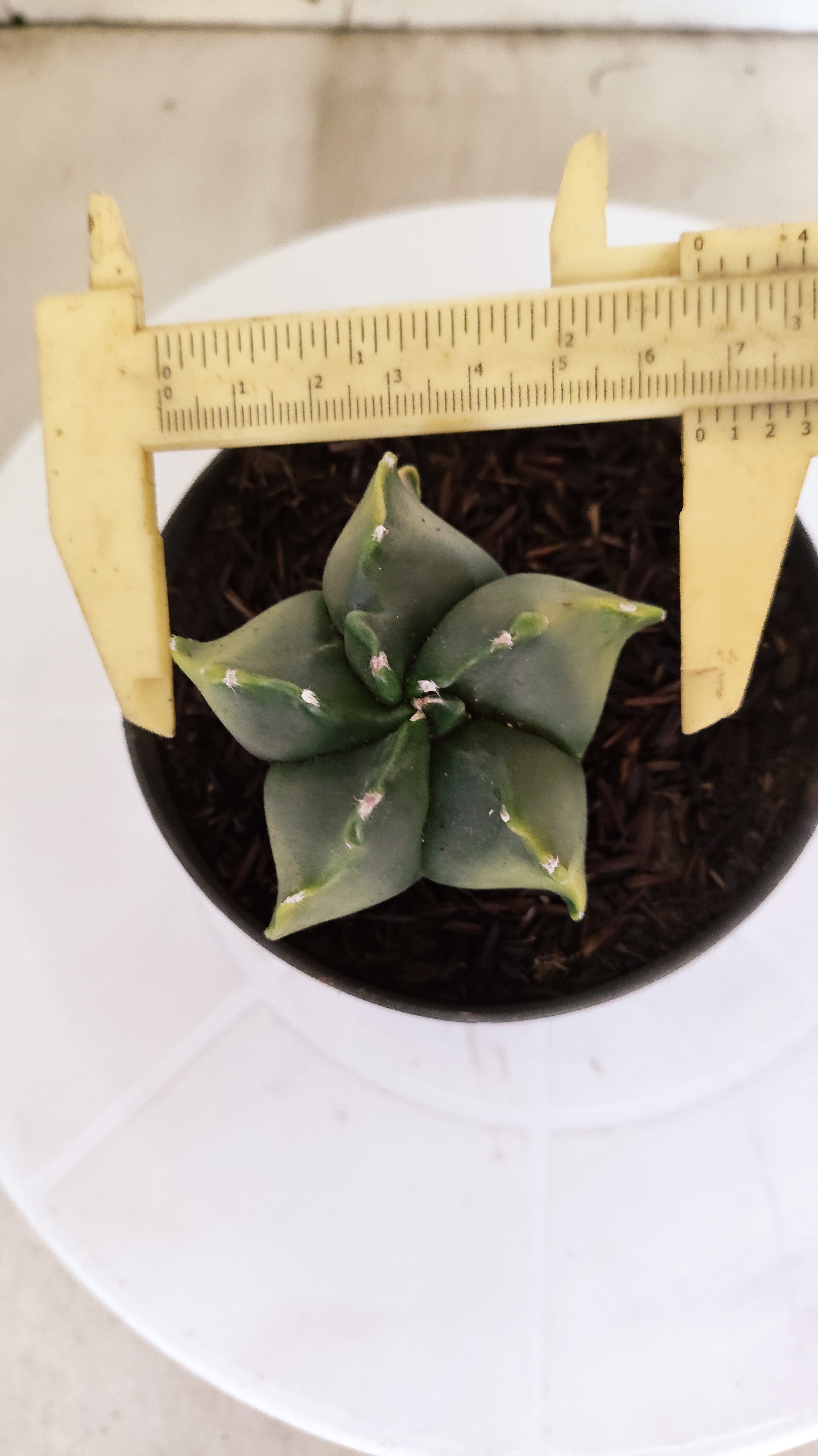 ASTROPHYTUM MYRIOSTIGMA "Variegata" Nº 1144 – vaso 11