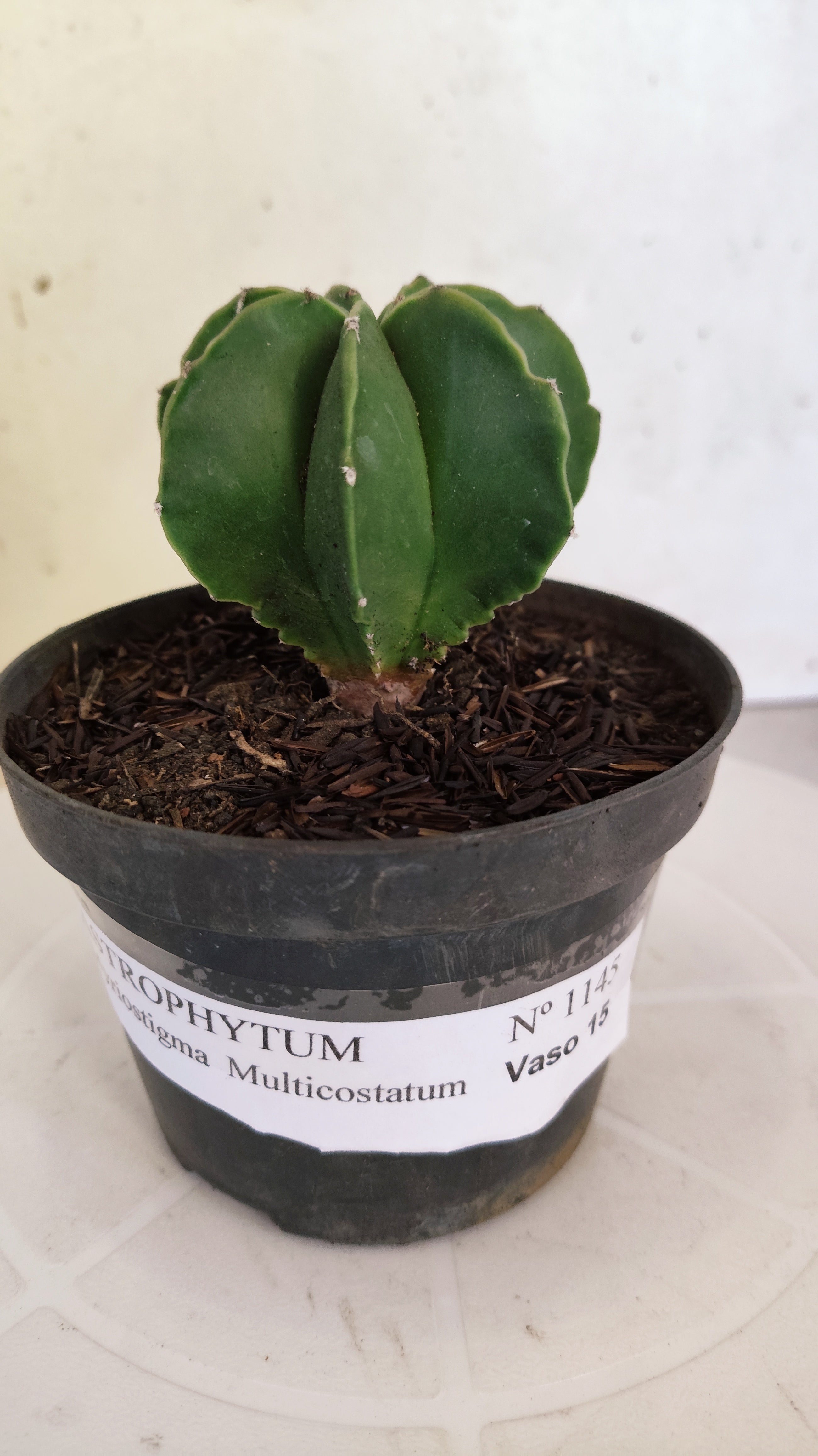 ASTROPHYTUM MYRIOSTIGMA "Multicostatum NUDUM" Nº 1145 – vaso 11