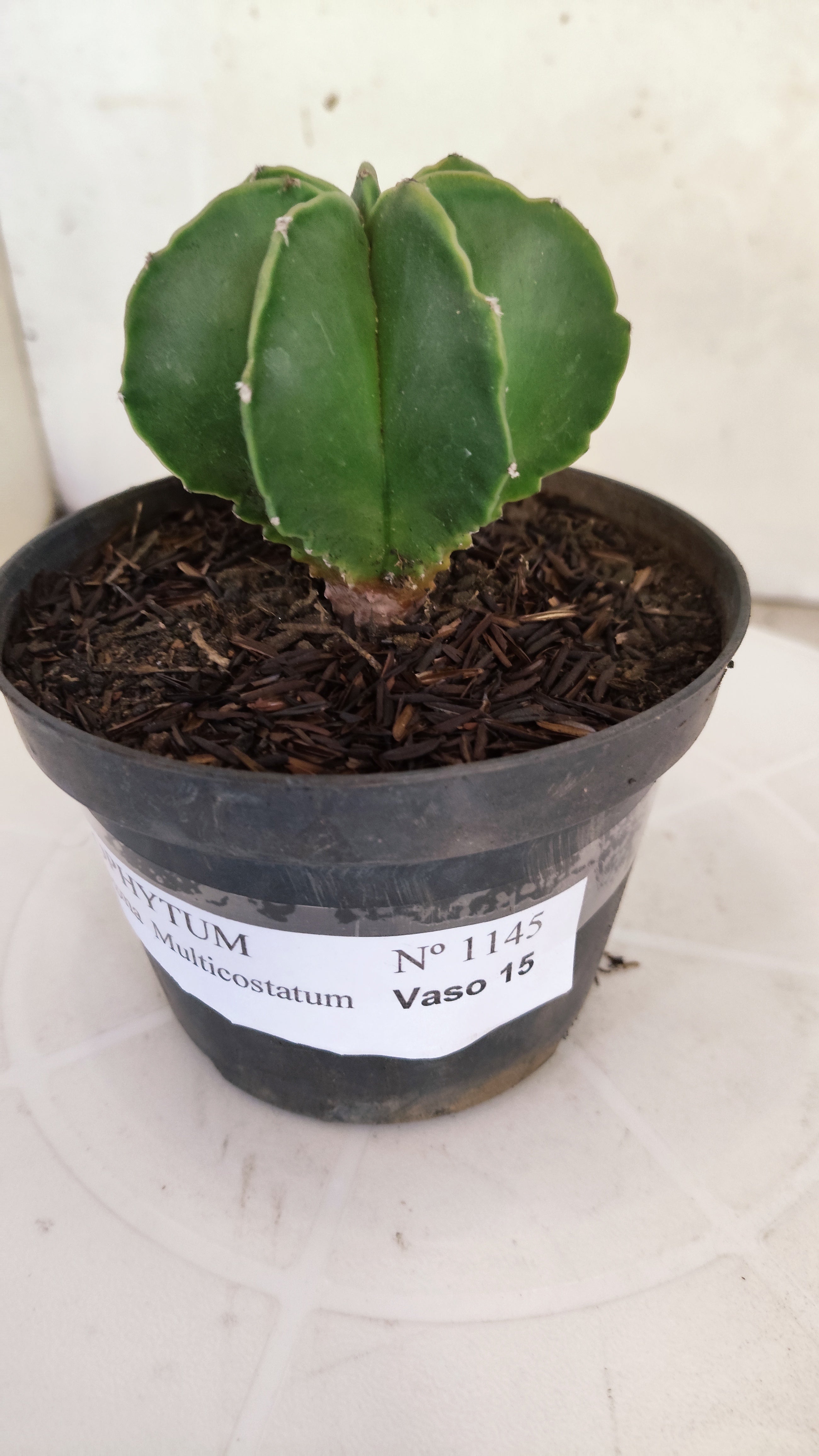 ASTROPHYTUM MYRIOSTIGMA "Multicostatum NUDUM" Nº 1145 – vaso 11
