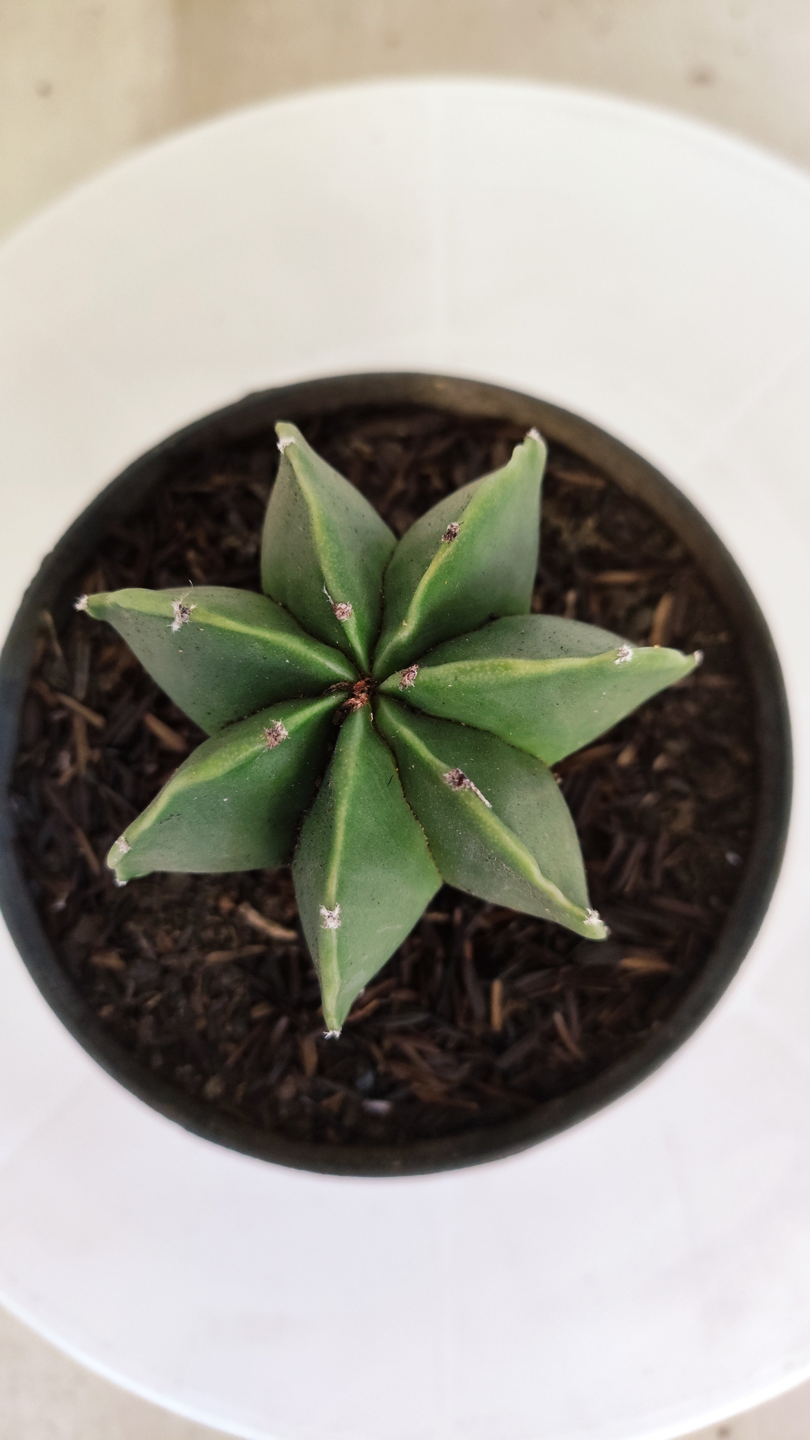 ASTROPHYTUM MYRIOSTIGMA "Multicostatum NUDUM" Nº 1145 – vaso 11