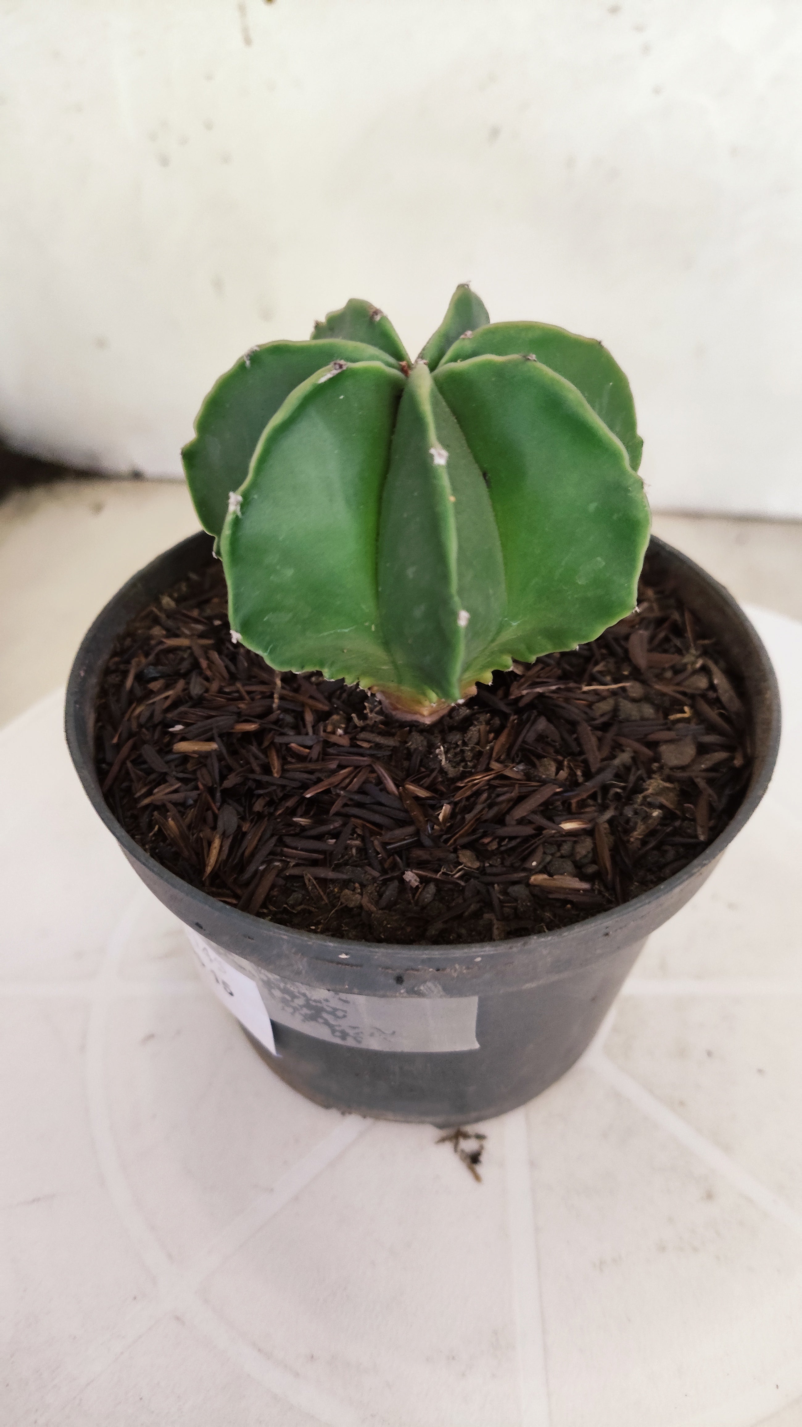 ASTROPHYTUM MYRIOSTIGMA "Multicostatum NUDUM" Nº 1145 – vaso 11