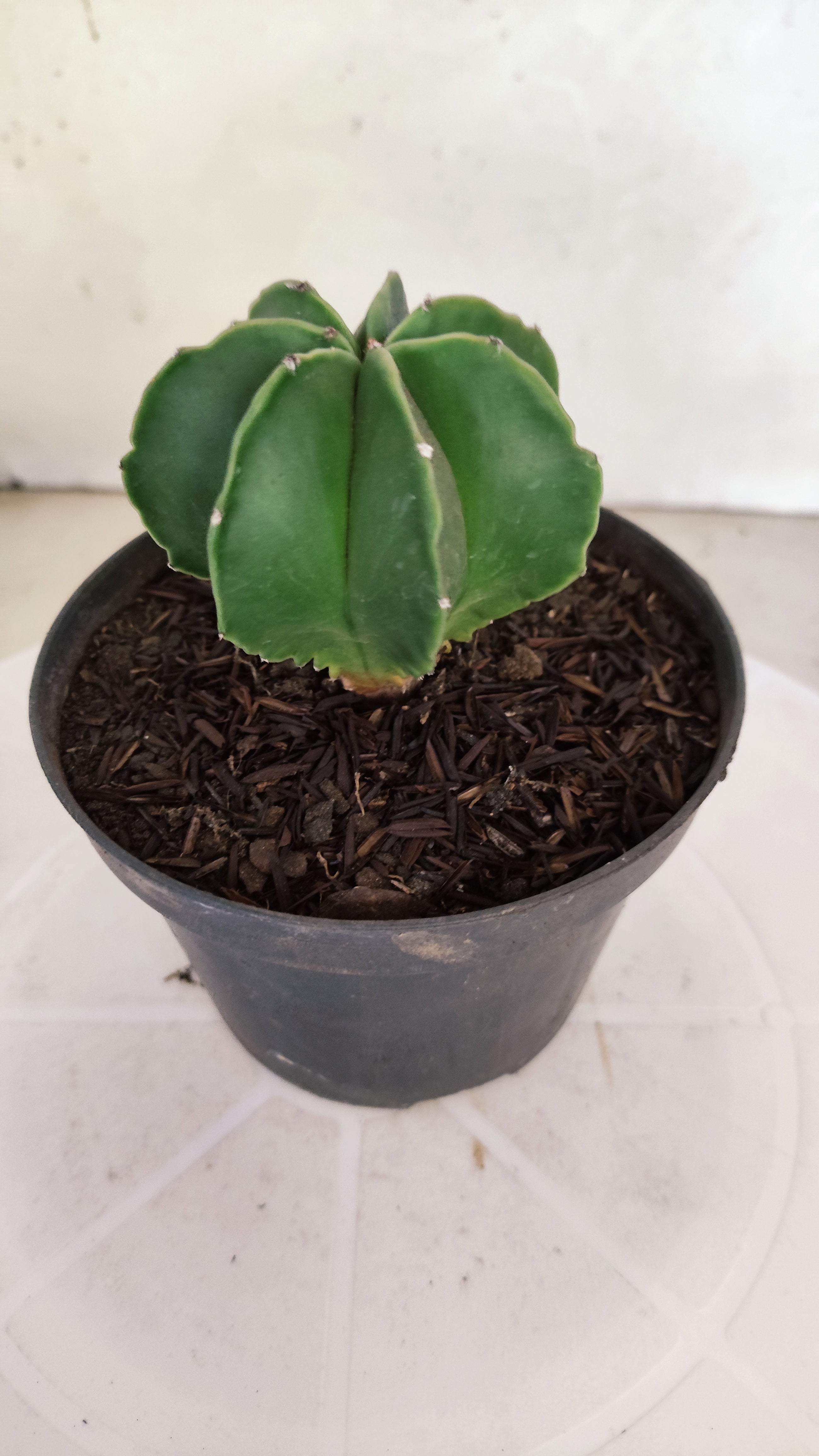 ASTROPHYTUM MYRIOSTIGMA "Multicostatum NUDUM" Nº 1145 – vaso 11