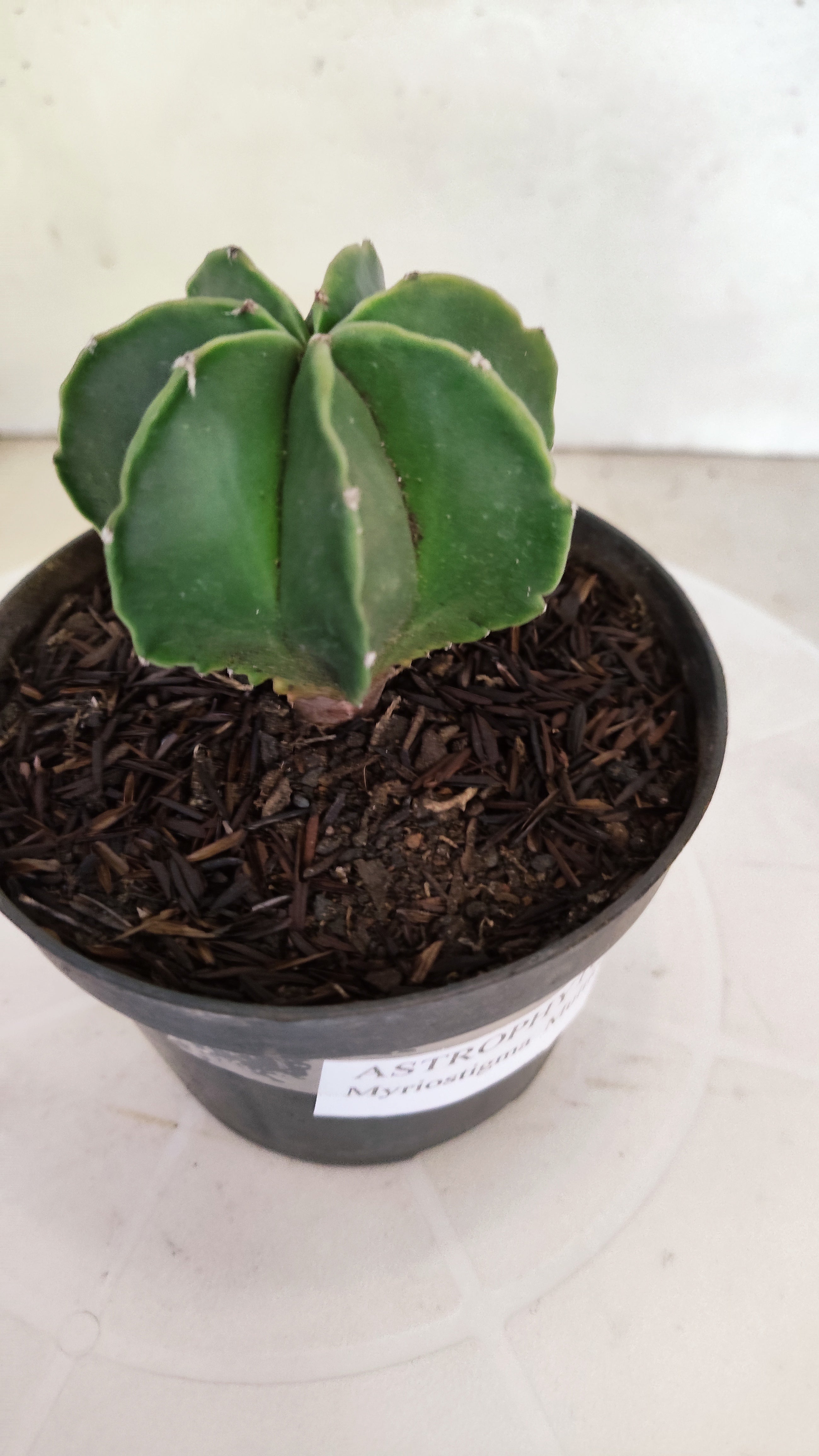 ASTROPHYTUM MYRIOSTIGMA "Multicostatum NUDUM" Nº 1145 – vaso 11
