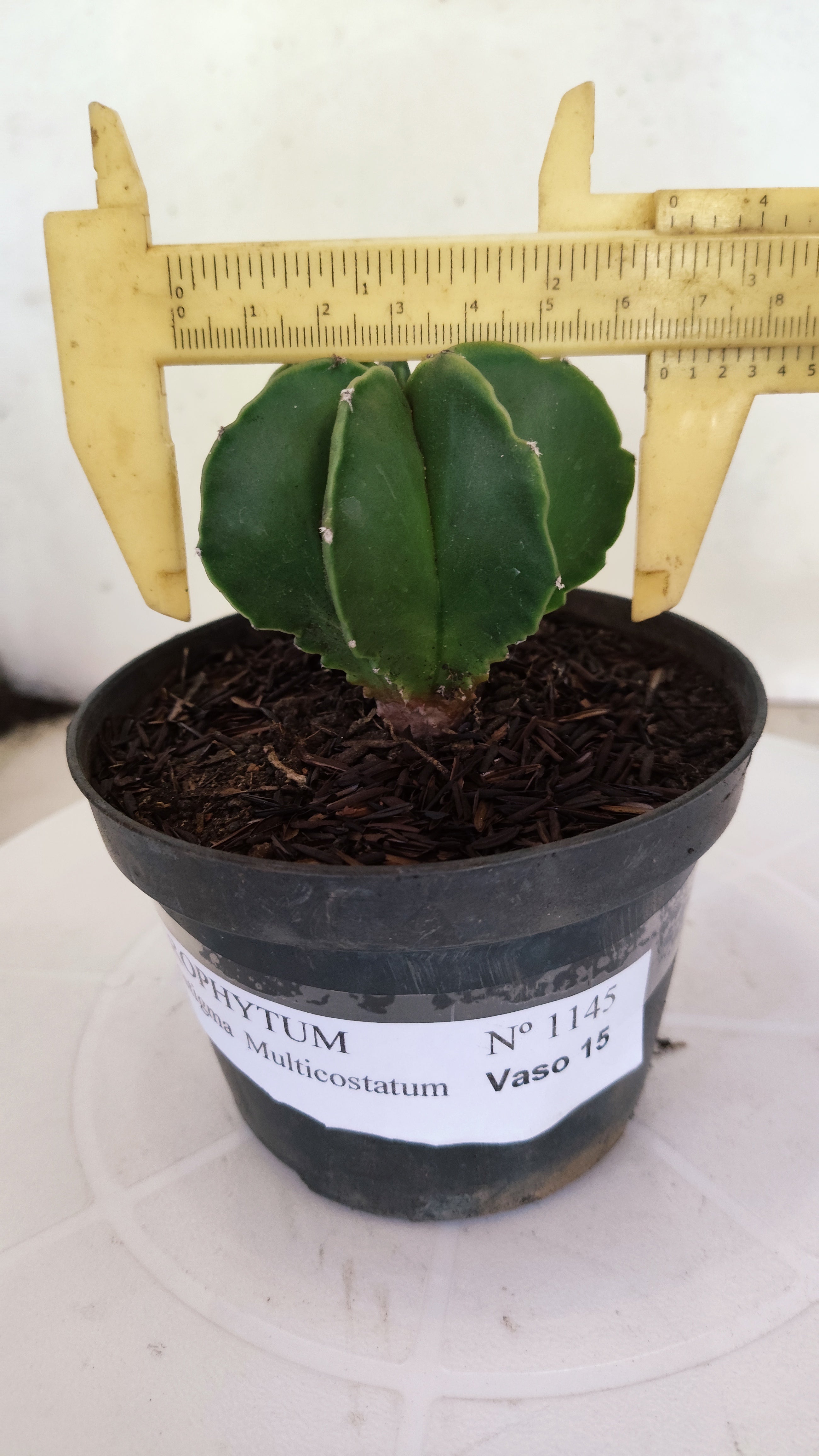 ASTROPHYTUM MYRIOSTIGMA "Multicostatum NUDUM" Nº 1145 – vaso 11