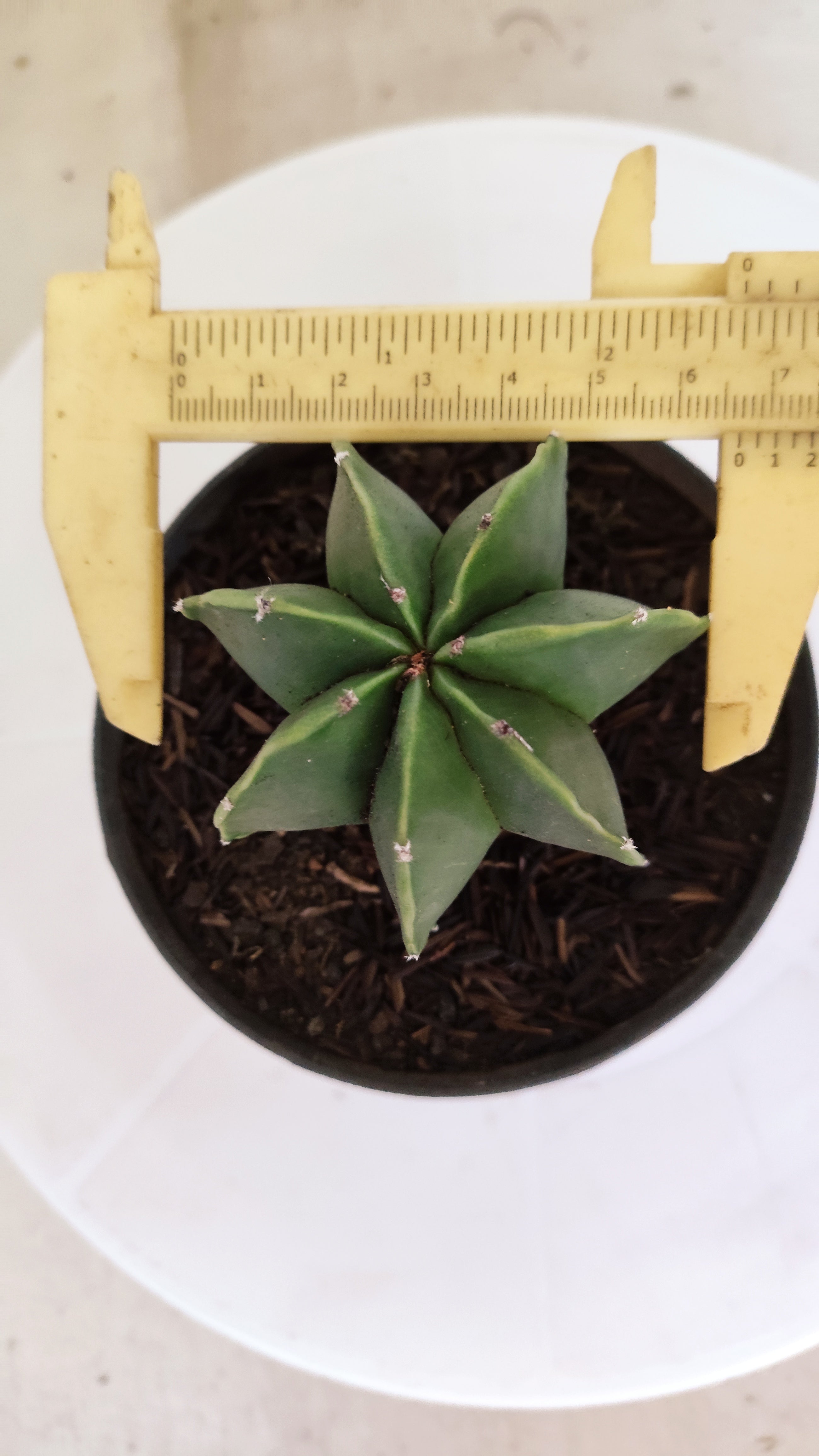 ASTROPHYTUM MYRIOSTIGMA "Multicostatum NUDUM" Nº 1145 – vaso 11