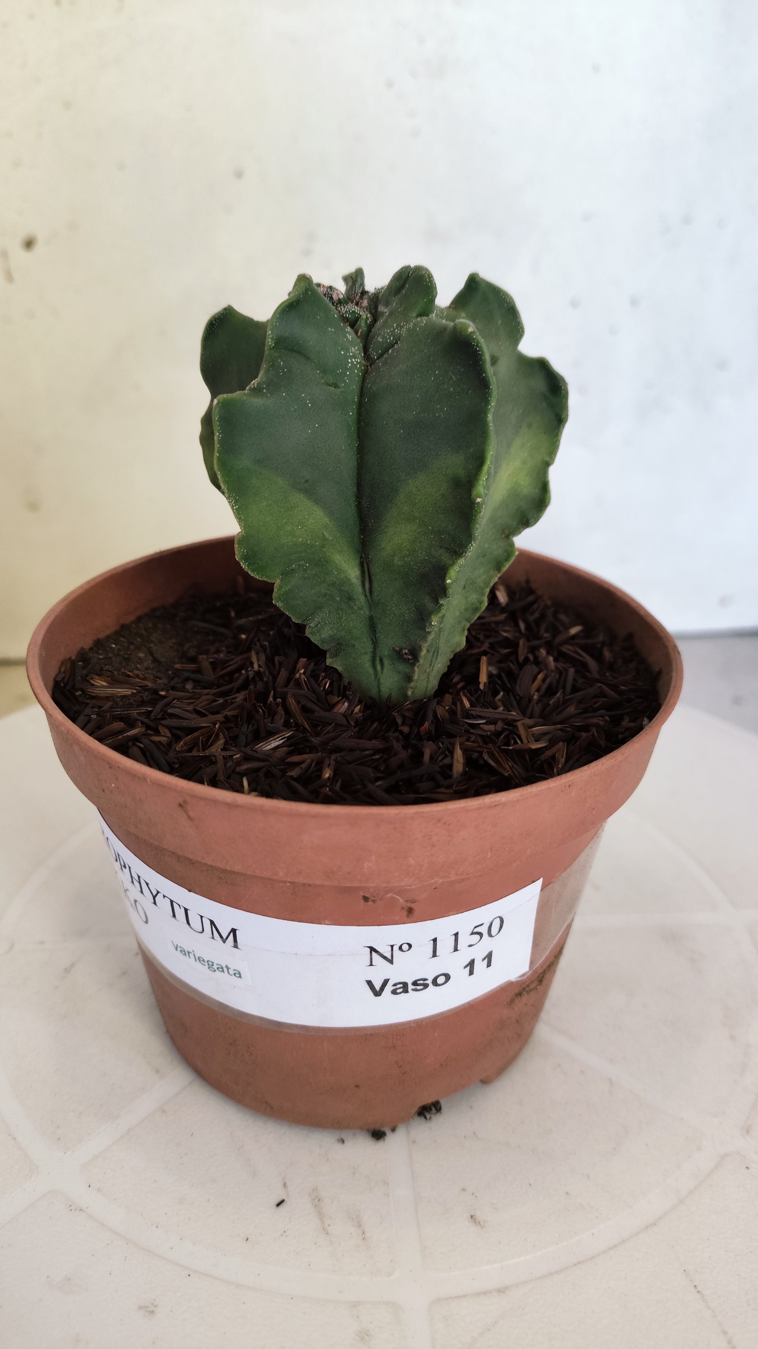 ASTROPHYTUM MYRIOSTIGMA CV KIKKO "Variegata" Nº 1150 – vaso 11